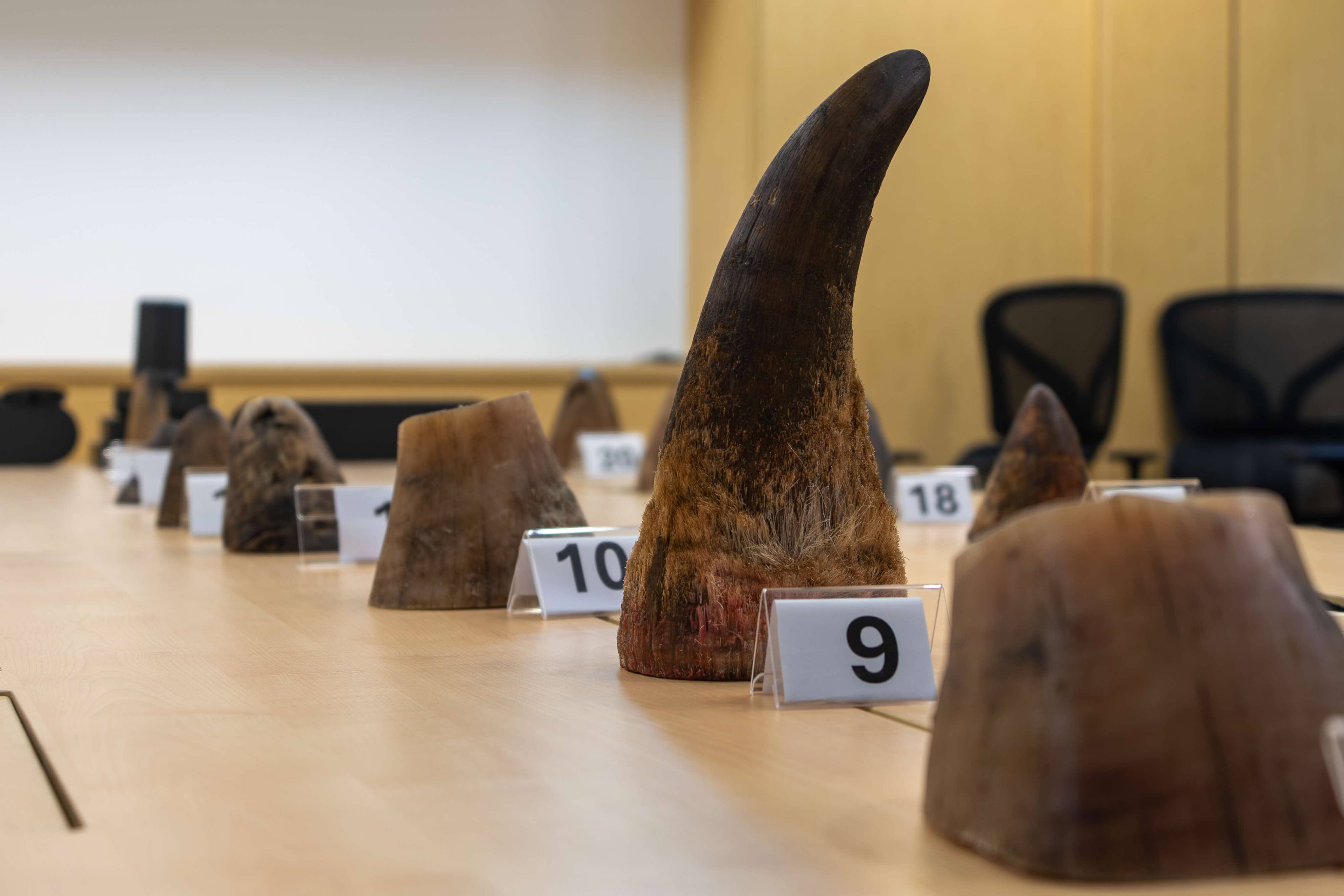 The 20 pieces of rhinoceros horns weigh 35.7kg. Photo: National Parks Board of Singapore