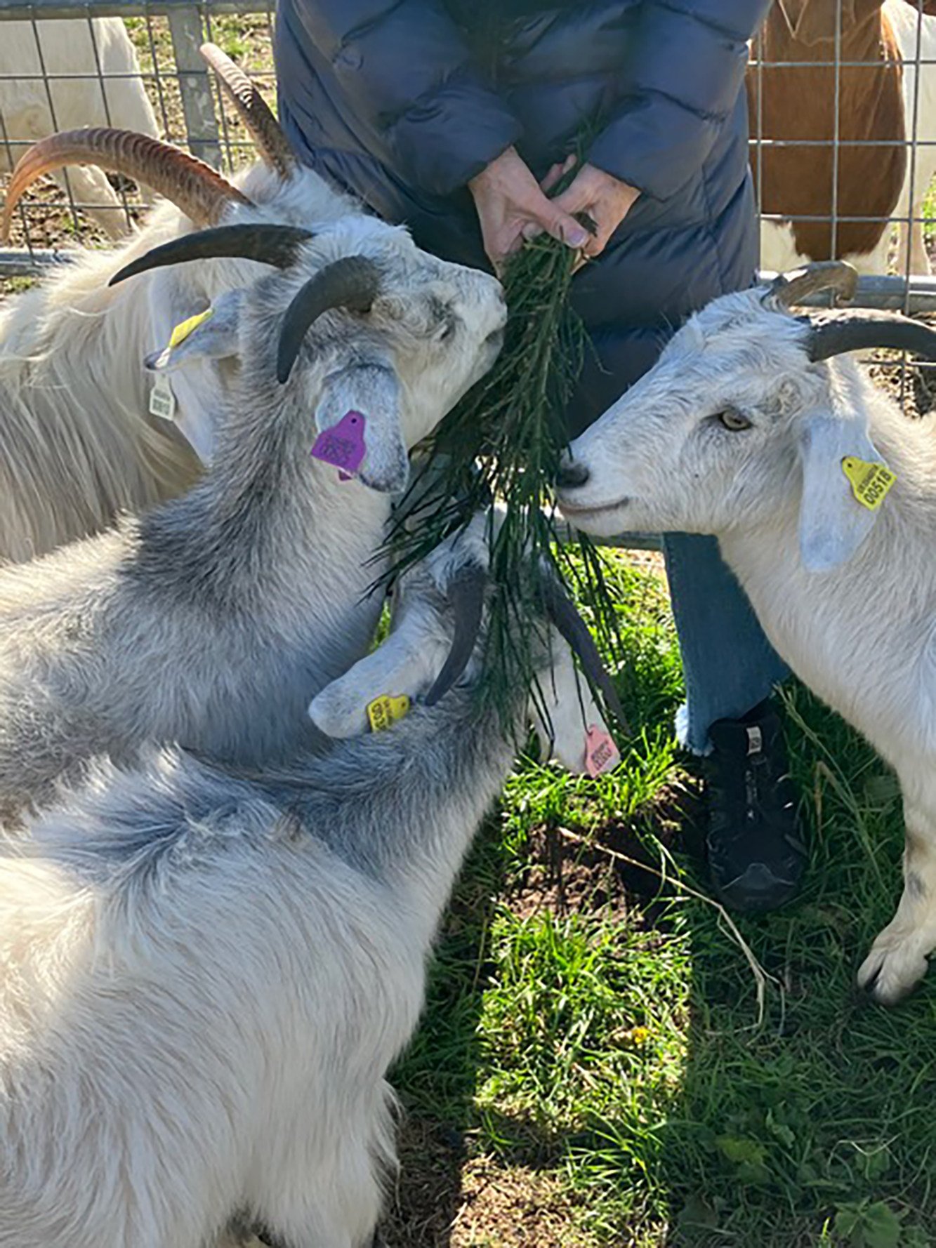 Cashmere goats are fed at Lunan Bay Farm in Angus, Scotland, which has the largest remaining farmed herd of cashmere in the UK and is the only farm of its kind in Scotland. Photo: TNS