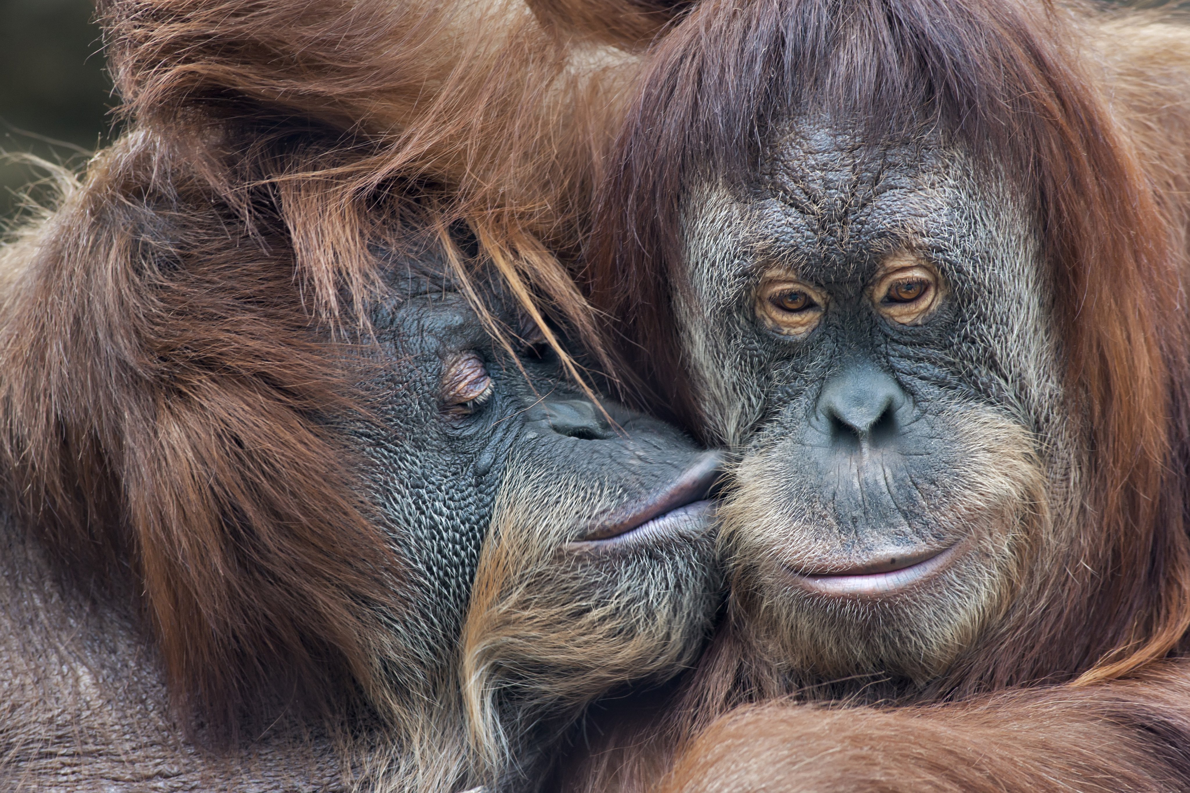 Humans, chimpanzees, bonobos, orangutans and gorillas all kiss, which strongly suggests the habit was inherited from a shared ancestor. Photo: Shutterstock
