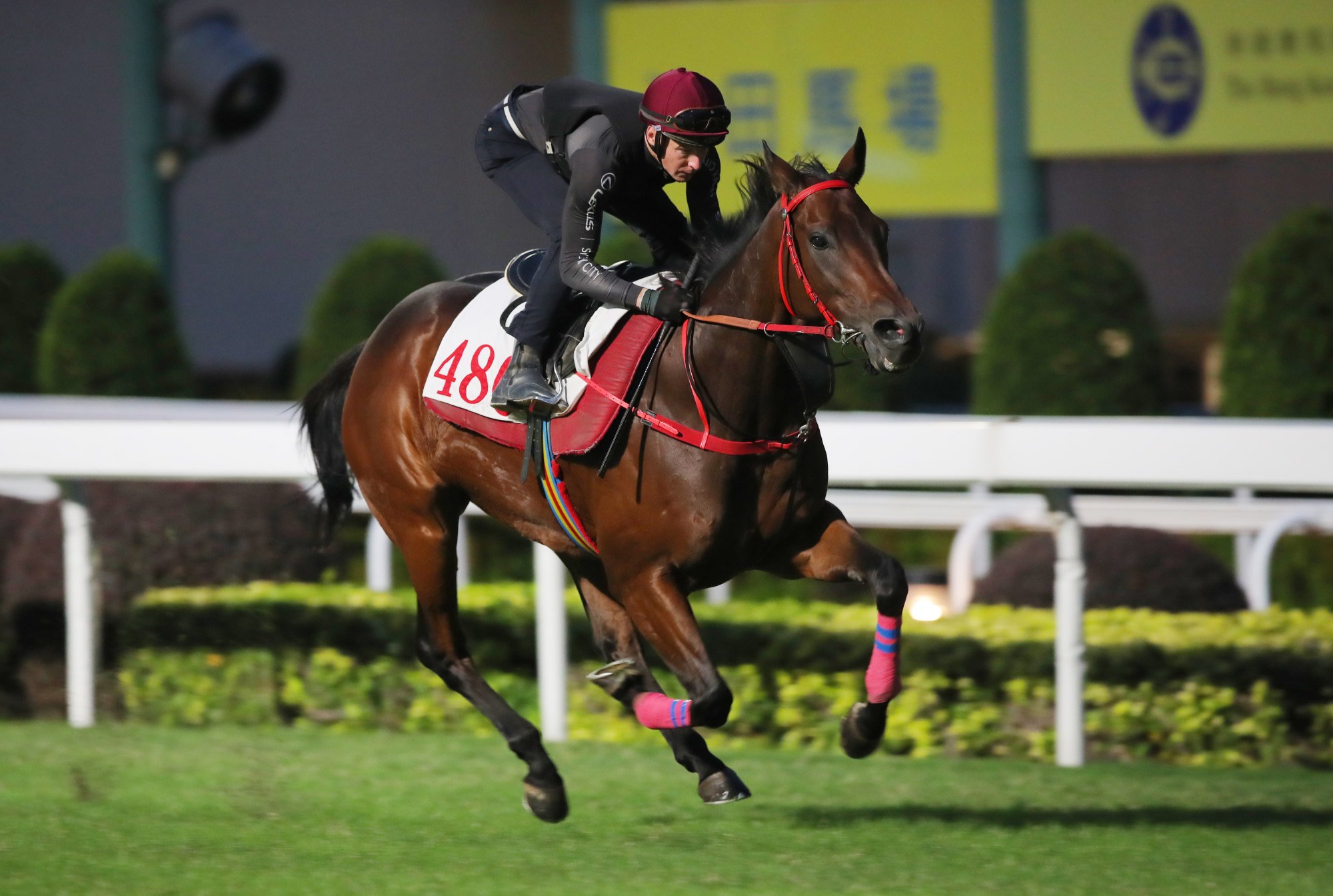 Romantic Warrior gallops on the Sha Tin turf last week under James McDonald. Romantic Warrior gallops on the Sha Tin turf last week under James McDonald.