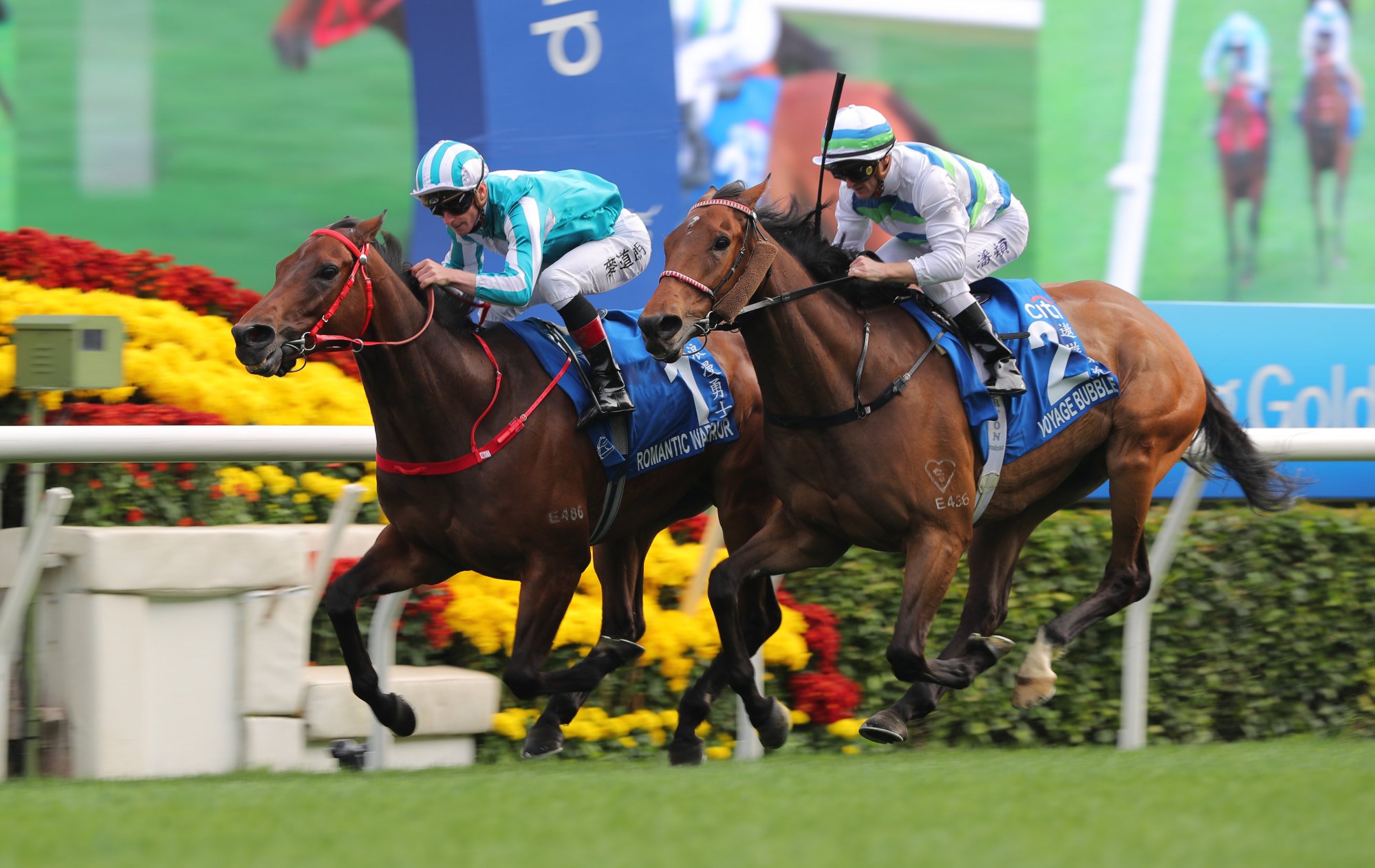 Romantic Warrior (inside) outlasts Voyage Bubble in last year’s Gold Cup. Romantic Warrior (inside) outlasts Voyage Bubble in last year’s Gold Cup.