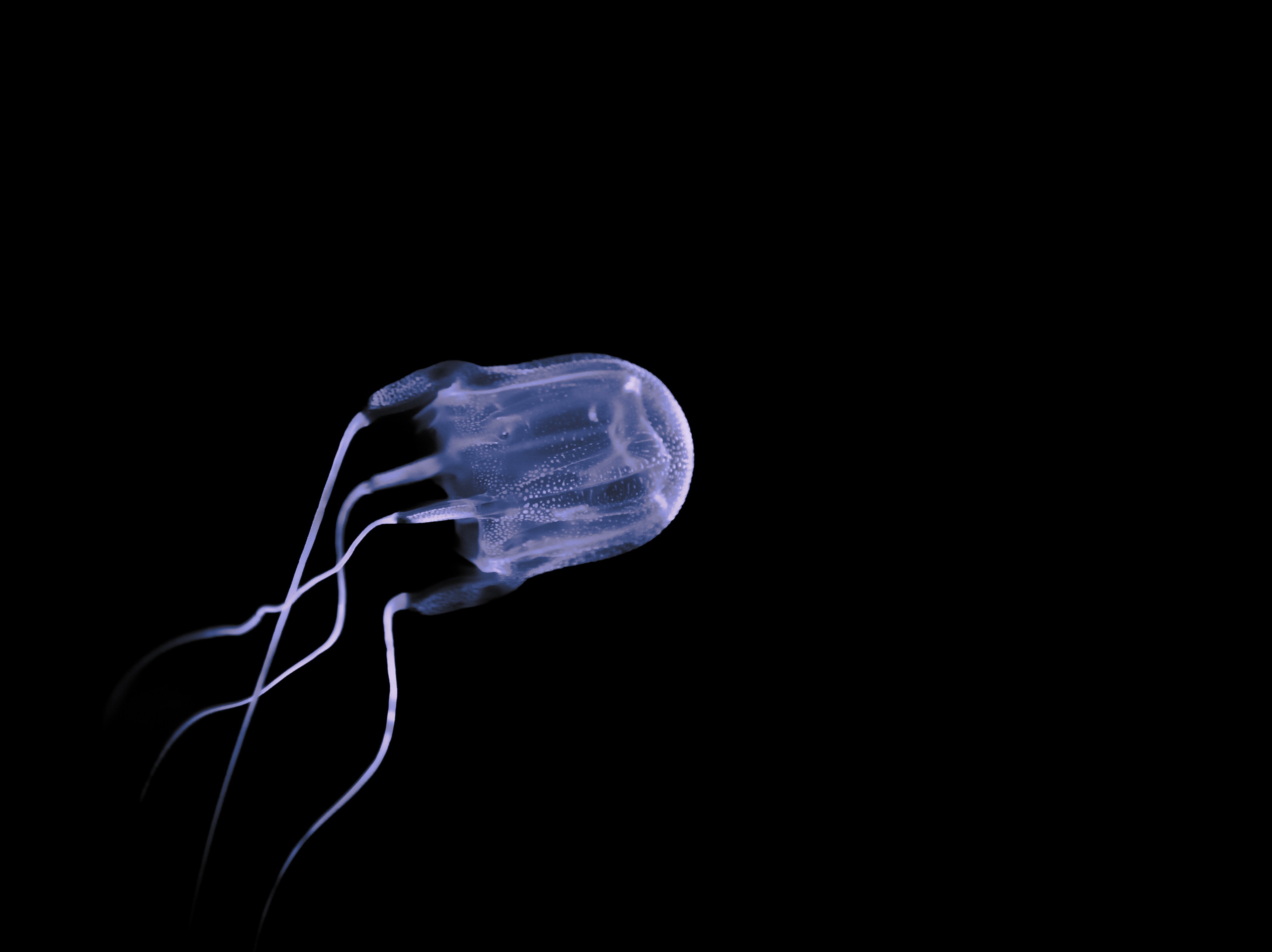 Box jellyfish are among the most poisonous marine life, with venom delivered by contact with their tentacles. Photo: Shutterstock