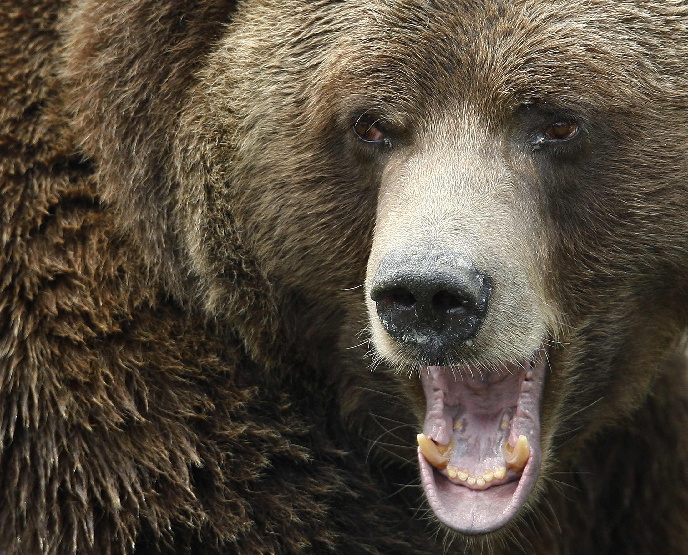 A grizzly bear growls at the St-Felicien Wildlife Zoo in Quebec. Photo: Reuters