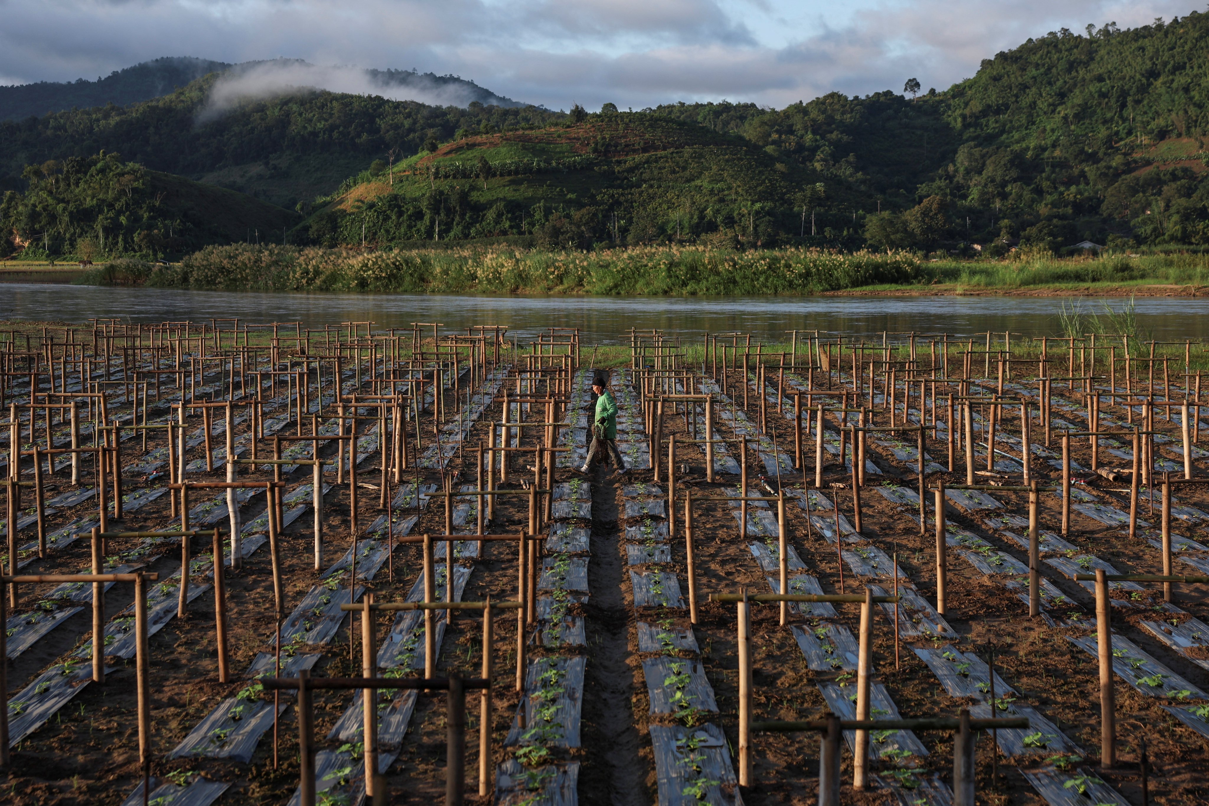 Tip Kamlue works in her fields on the banks of the Kok River, where she irrigates her crops with groundwater instead of the Kok’s water. Photo: Reuters
