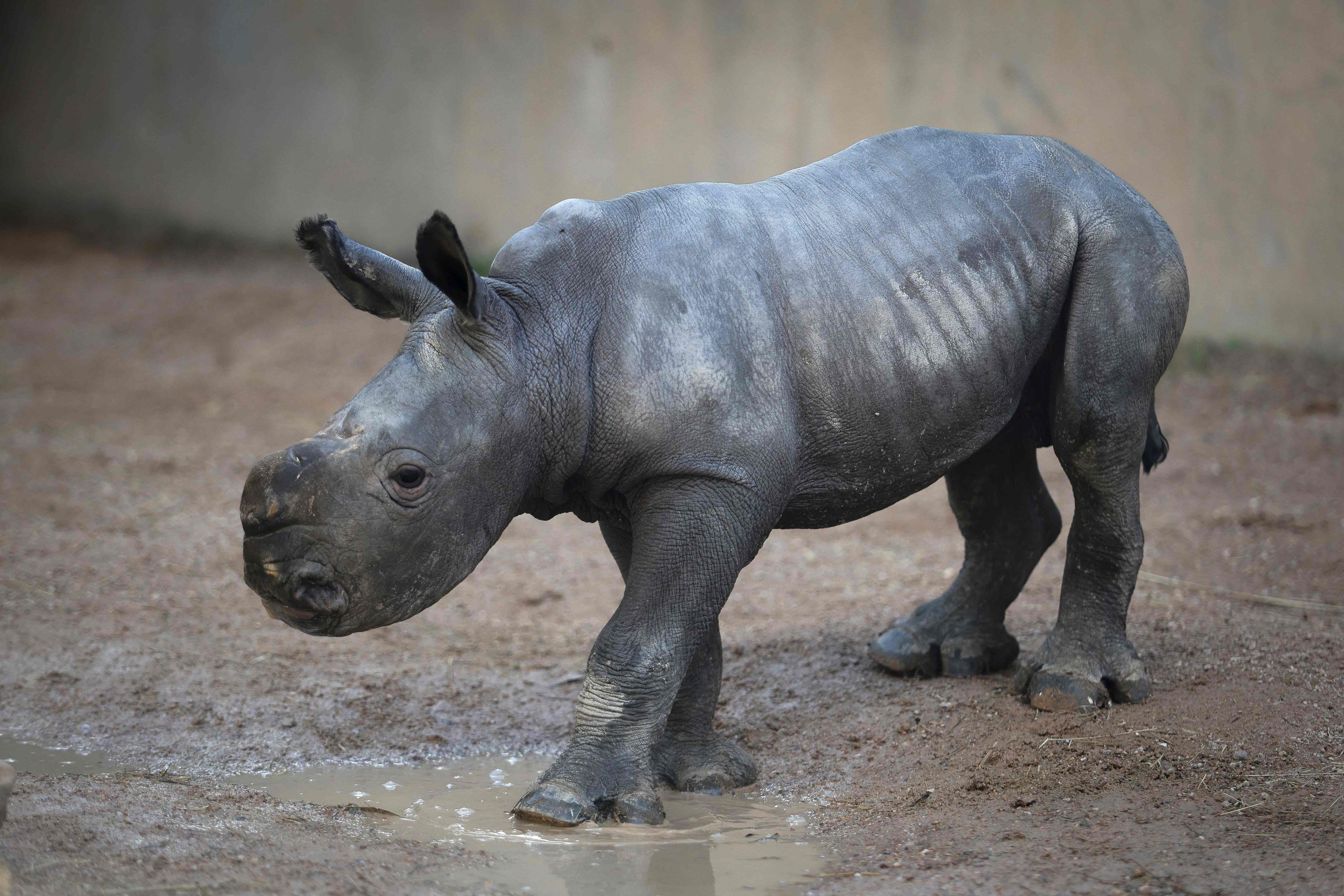 A southern white rhino calf is born at Bioparc Valencia, marking a milestone for European conservation efforts. Photo: AFP