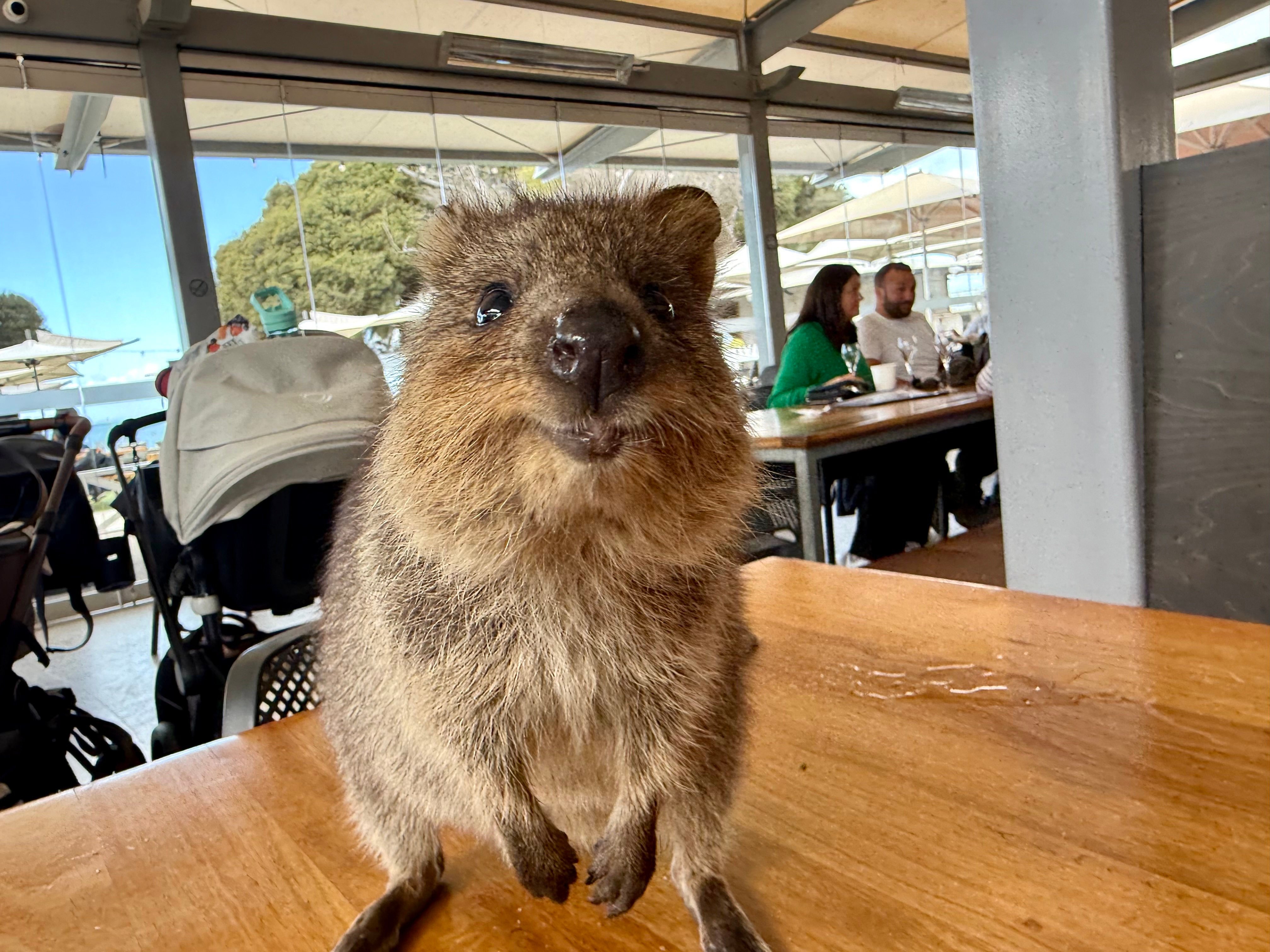 A quokka smiles for the camera on Rottnest Island off Australia’s west coast. Learn more about the island’s cutest residents and how to be a responsible tourist. Photo: Carola Frentzen/dpa