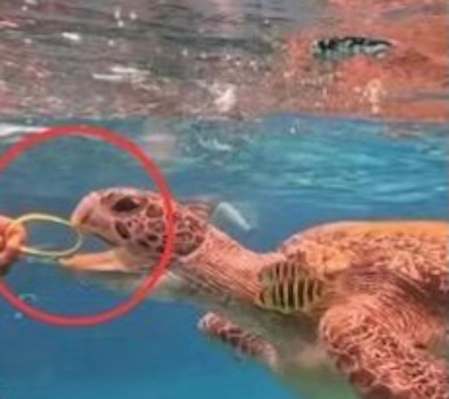 A sea turtle at a park in Thailand was fed a plastic wristband by a visitor, prompting park authorities to launch an investigation. Photo: Facebook/Mu Ko Similan National Park