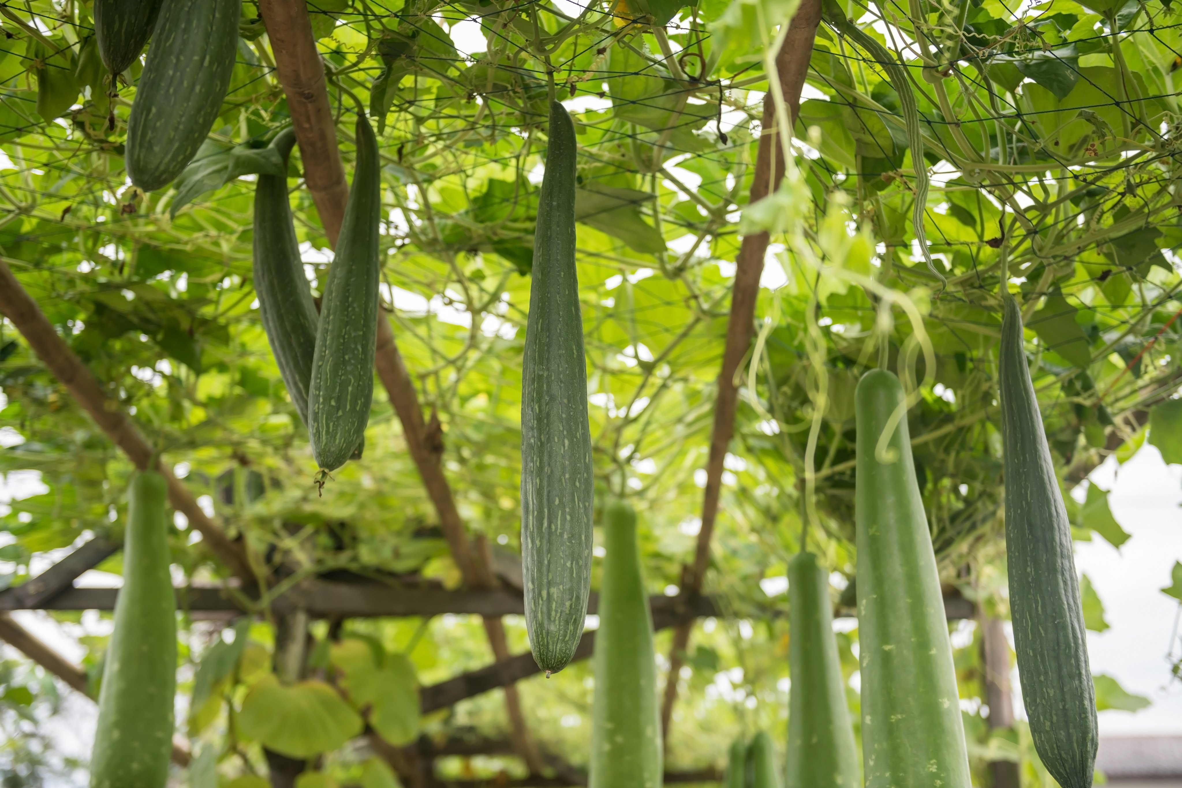 Organic Luffa Cylindrica, better known as a loofah, is a gourd vegetable that Chinese scientists say could be turned into stealth coating to make advanced aircraft invisible. Photo: Getty