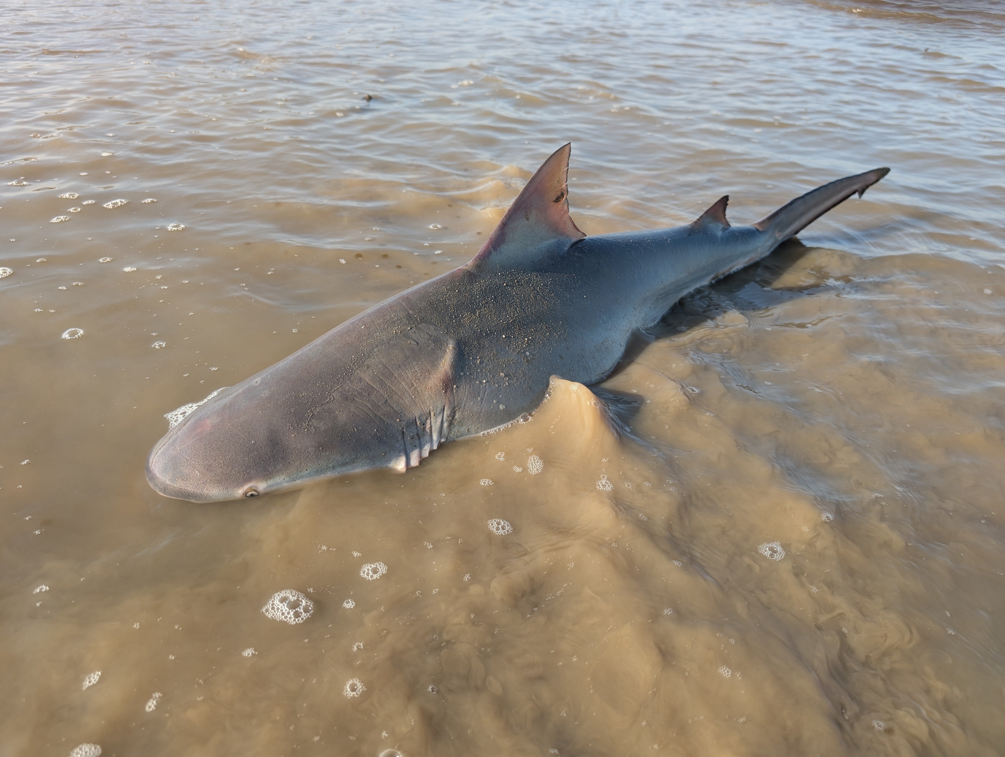 The one-metre-long juvenile bull shark found stranded on the mud flats of Pak Nei, Hong Kong. Photo: Swire Institute of Marine Science