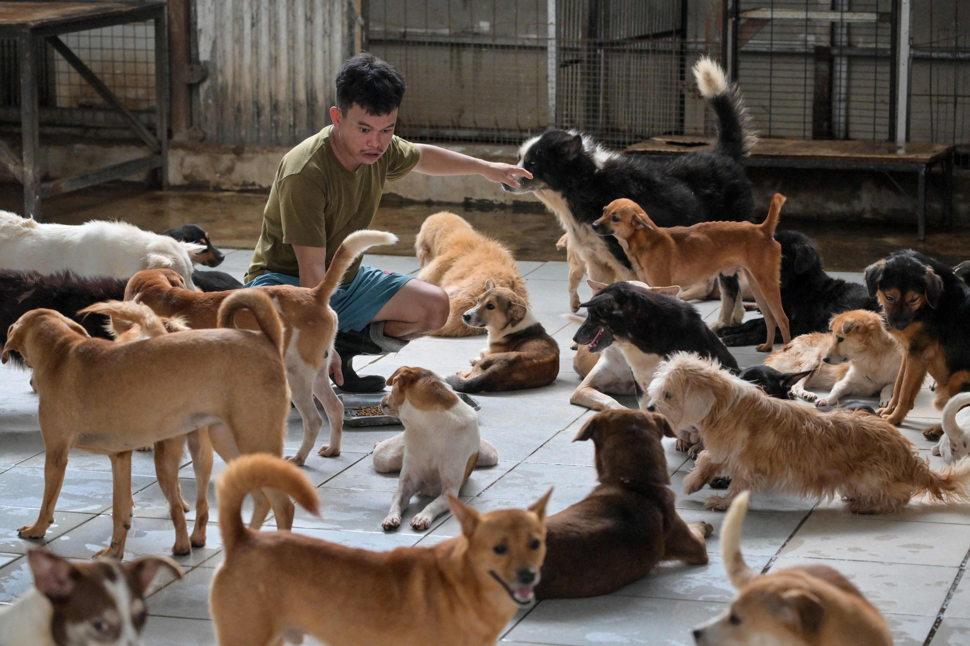 A worker feeds rescued stray dogs at a shelter in Jakarta. Photo: AFP