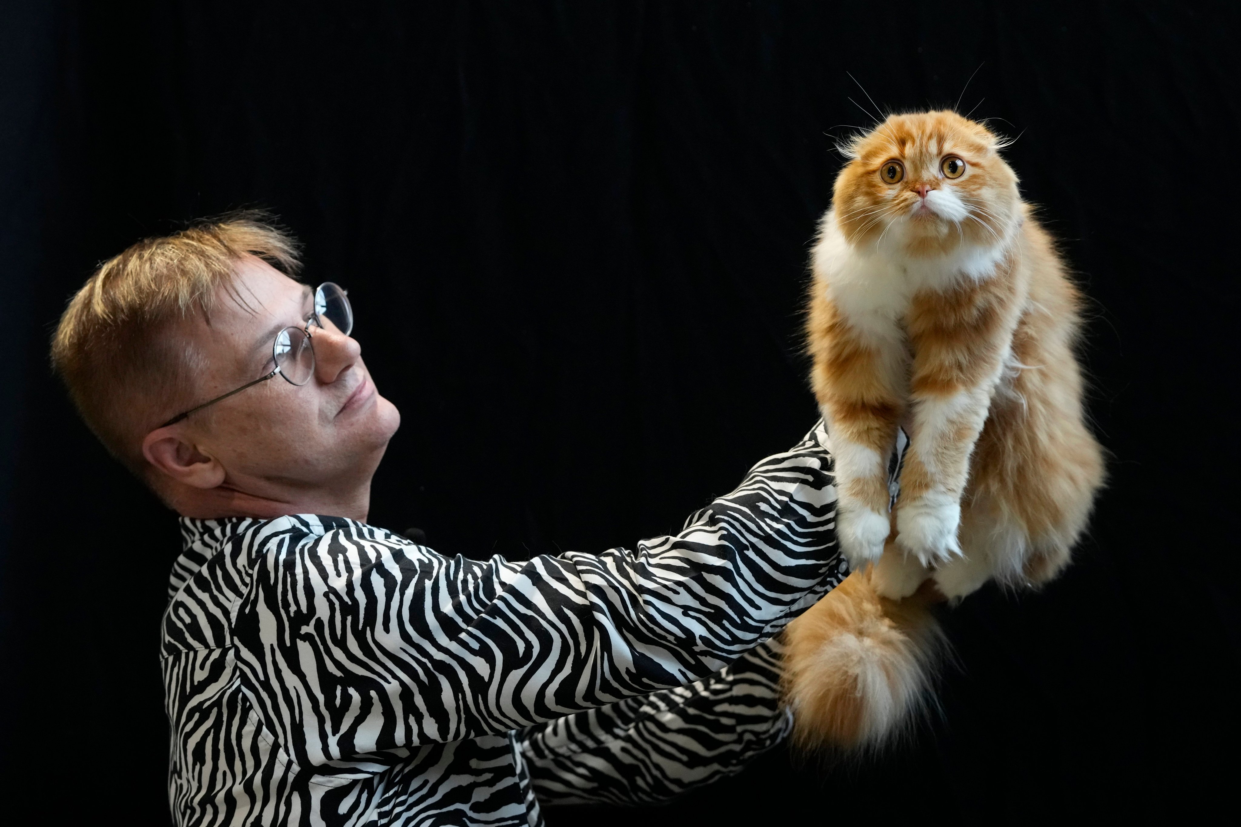 Scottish Folds are favoured for their unique characteristics, but their folded ears are the result of harmful breeding practices. Photo: AP