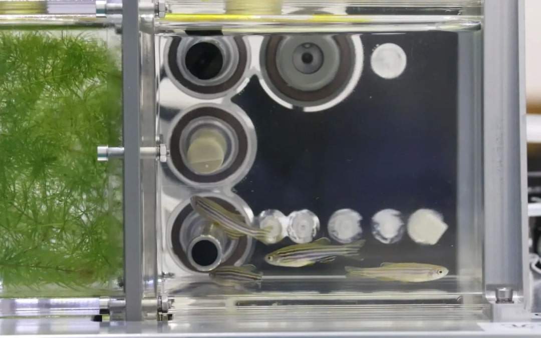 In this space aquarium, hornworts, an aquatic plant, make oxygen for fish to breathe, and fish excrement nourishes the plant. Photo: China Manned Space Agency