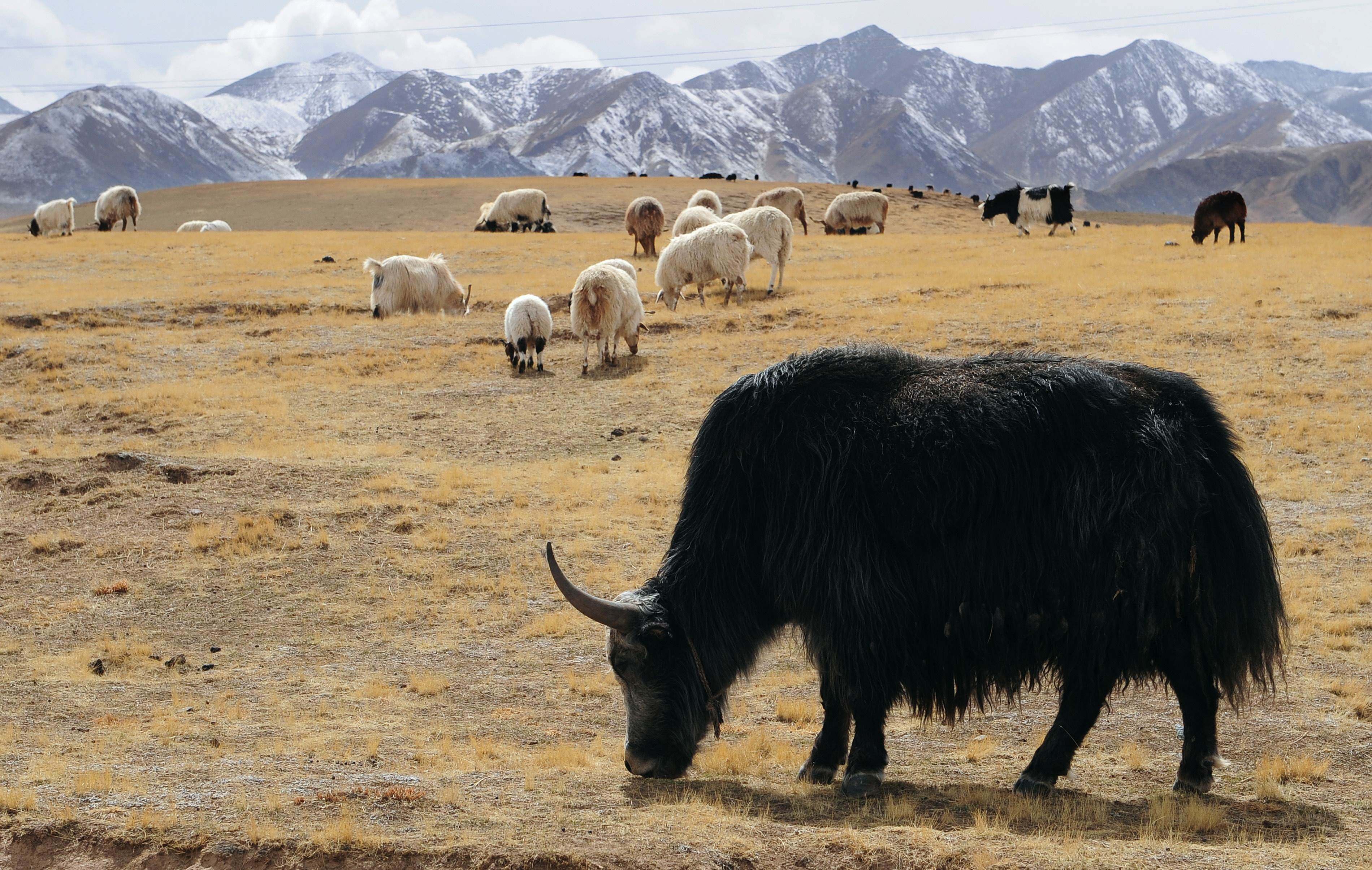 Team behind the study has spent years collecting more than 5,000 faecal samples from six herbivores native to the Qinghai-Tibet Plateau, including yaks and Tibetan sheep. Photo: AFP