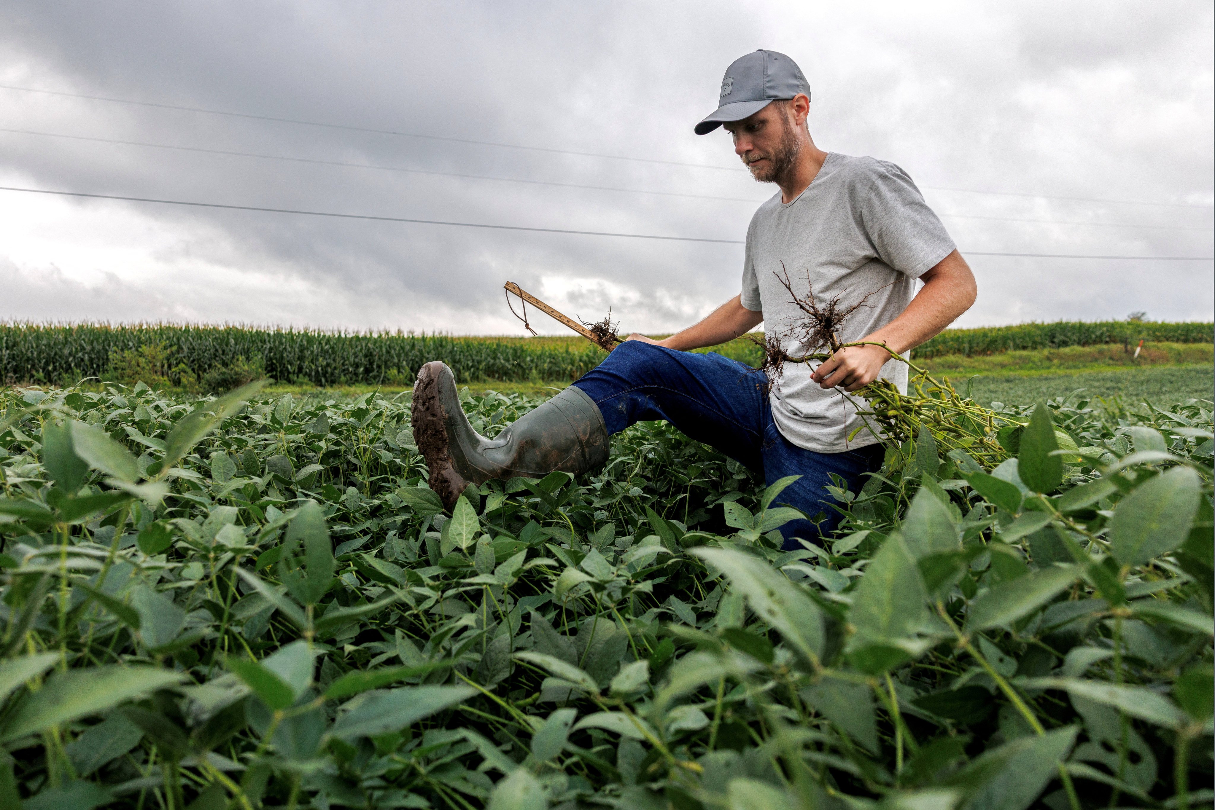 A crop scout collects soybean samples in the Midwestern US in August. American soybean farmers have been struggling for years due to various factors, but US President Donald Trump’s trade war has pushed many to breaking point. Photo: Reuters