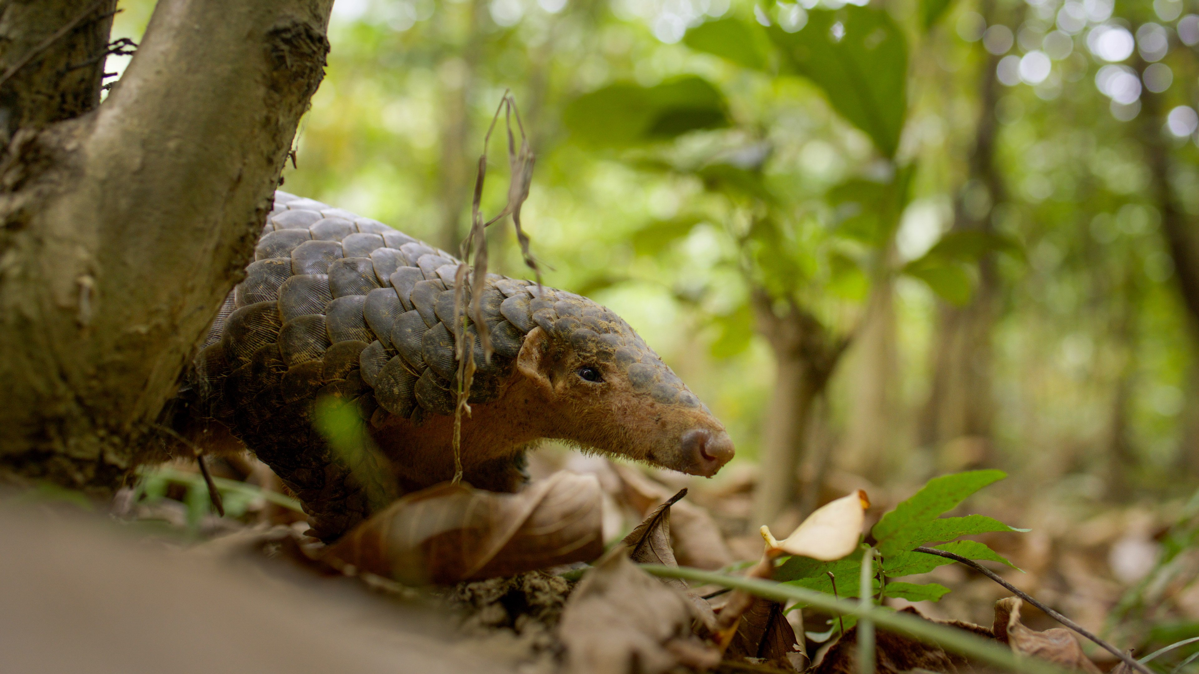 A Chinese pangolin is seen in a still from China’s Wild Guangdong. The critically endangered pangolin is the world’s most trafficked animal, thanks not least to the demands of traditional Chinese medicine, but the new series, co-produced by the BBC and Guangdong Radio and Television, makes little mention of its perilous position. Photo: BBC Studios