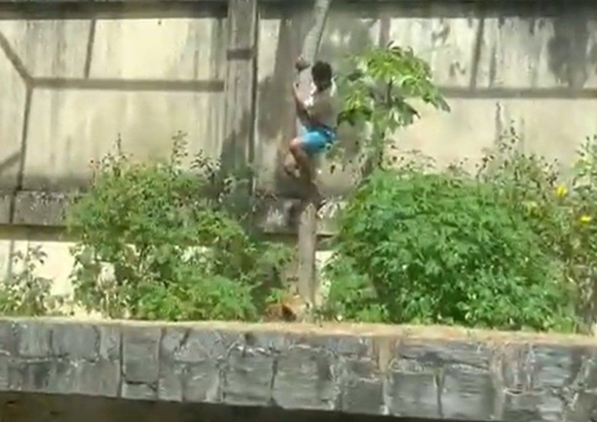 Viral videos of the attack showed zoo visitors watch in shock as the teen climbed down a tree into the enclosure. Photo: X @CPreparado