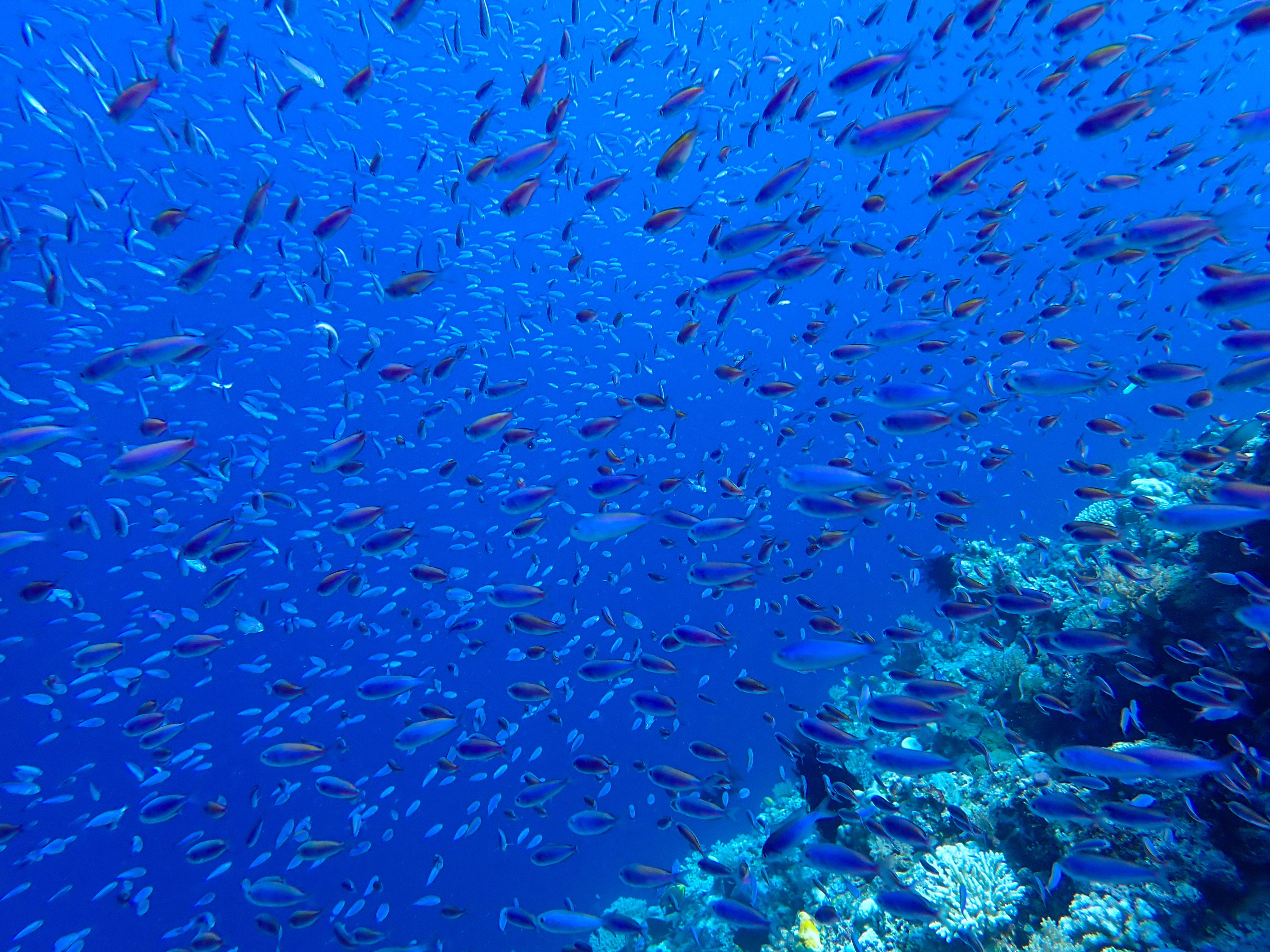 An executive order signed by US President Donald Trump allows American private companies to pursue deep-sea mining in areas beyond US jurisdiction without prior approval from the United Nations. Photo: Xinhua