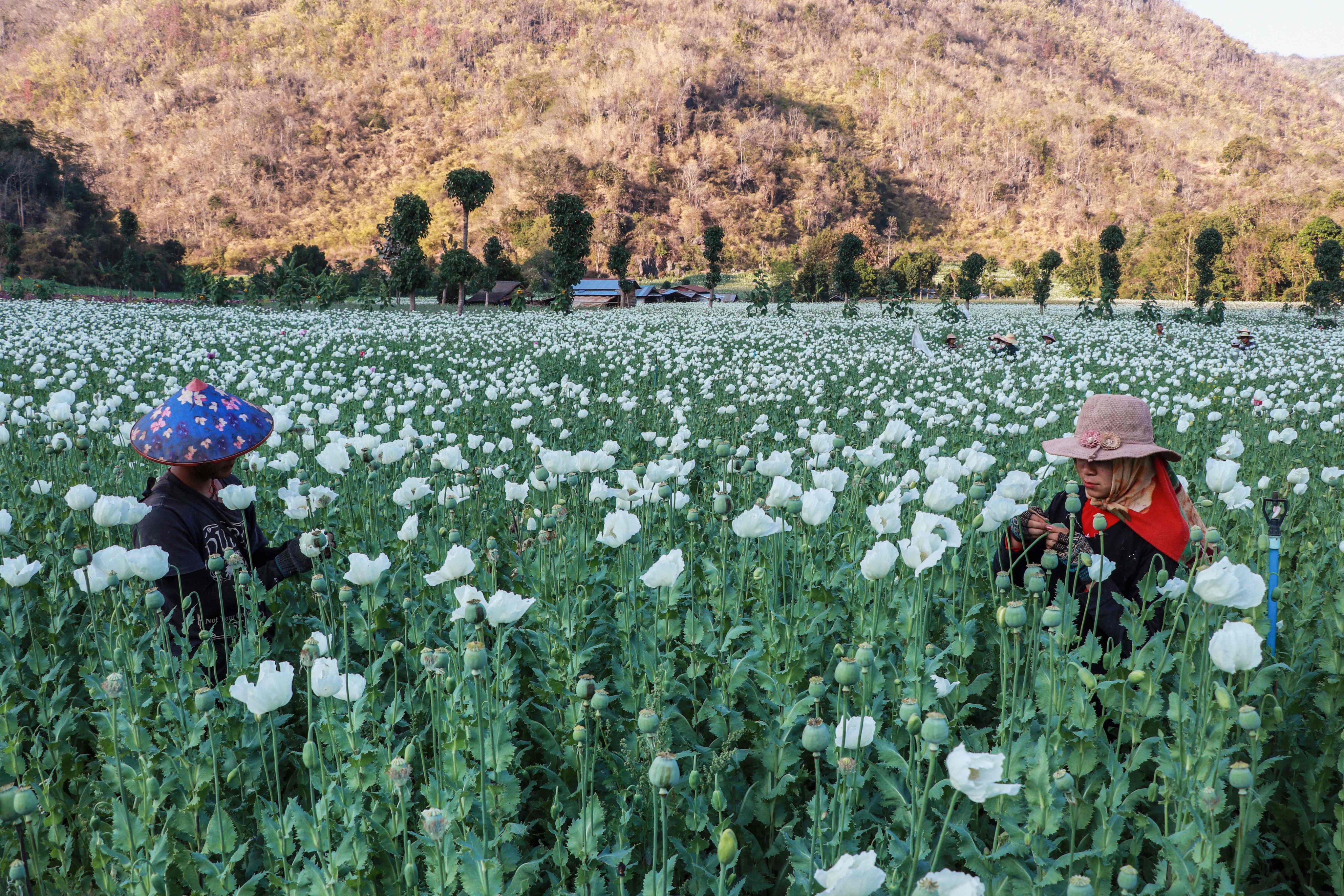 Myanmar residents displaced by conflict work in an illegal poppy field in February. Photo: AFP