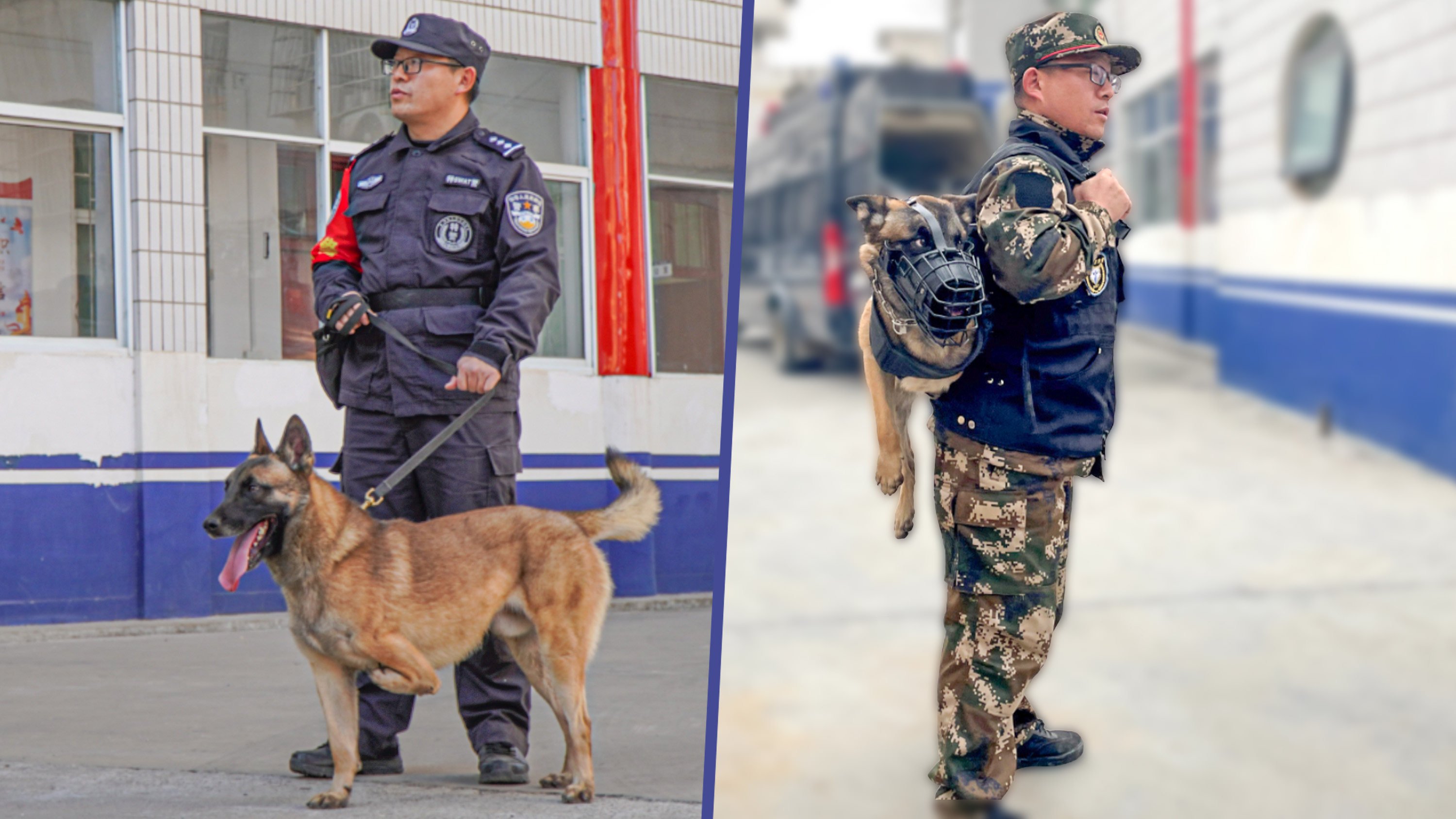 A puppy born with three legs, initially recommended for euthanasia by veterinarians, has gone on to become a police dog in China. Photo: SCMP composite/CCTV