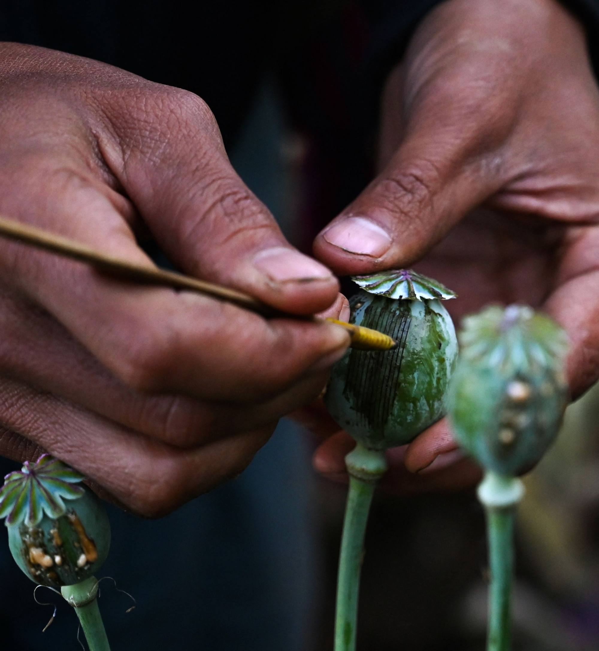 Myanmar opium poppy cultivation hits 10-year high as farmers pushed into illegal trade | South China Morning Post