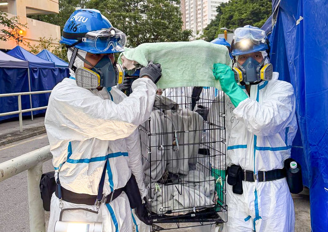 The DVIU rescues pets trapped in the flats. Photo: Handout