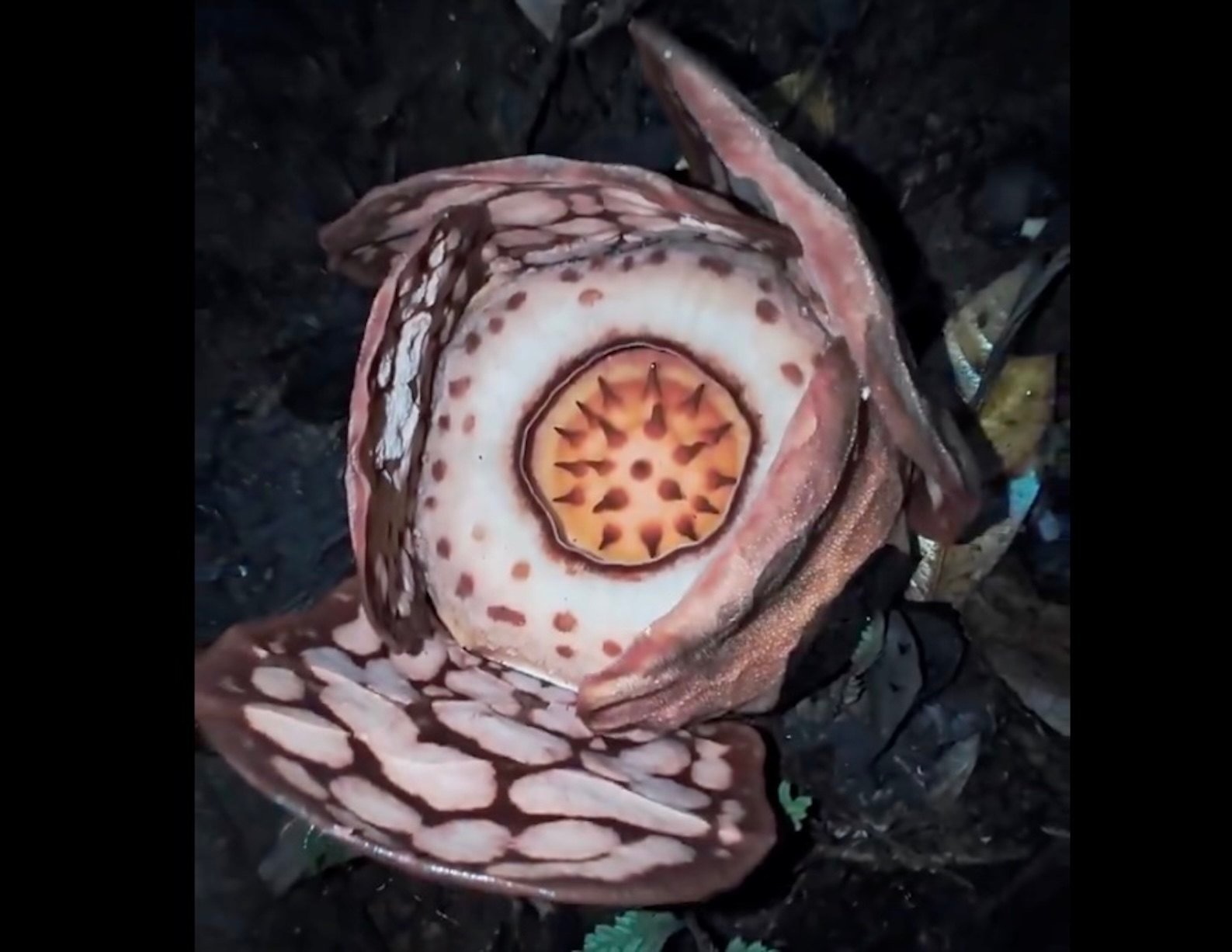 A close-up of the rare Rafflesia flower rediscovered in West Sumatra last month by Indonesian flower hunter Septian Andriki, a team led by researcher Joko Witono, Oxford scientist Chris Thorogood and local guide Iswandi. Photo: X/Chris Thorogood