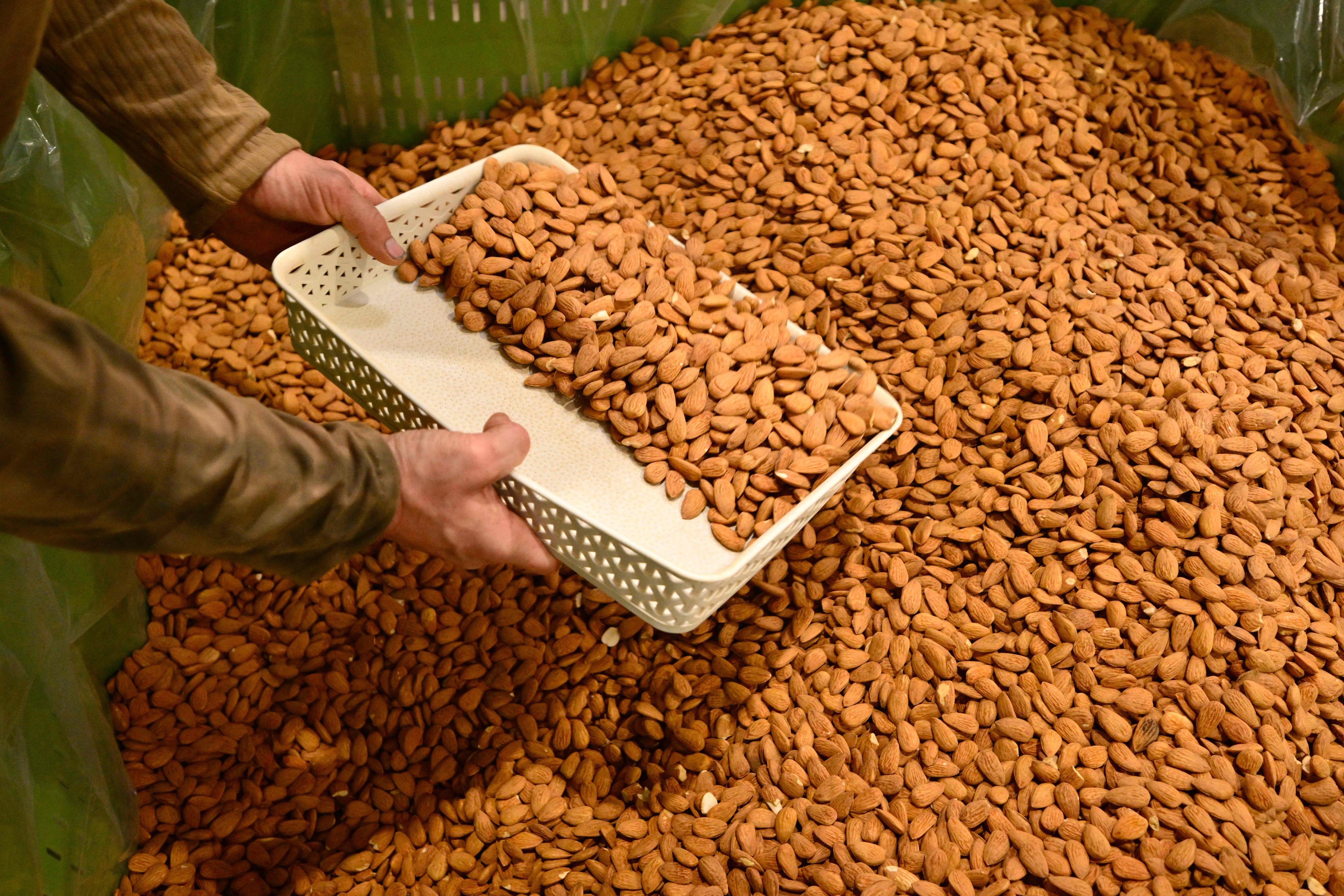 An employee checks the quality of almonds at La Compagnie des Amandes’ factory in Brignoles, France, in November 2025. Many French artisans are reviving Provence’s almond-growing heritage. Photo: AFP