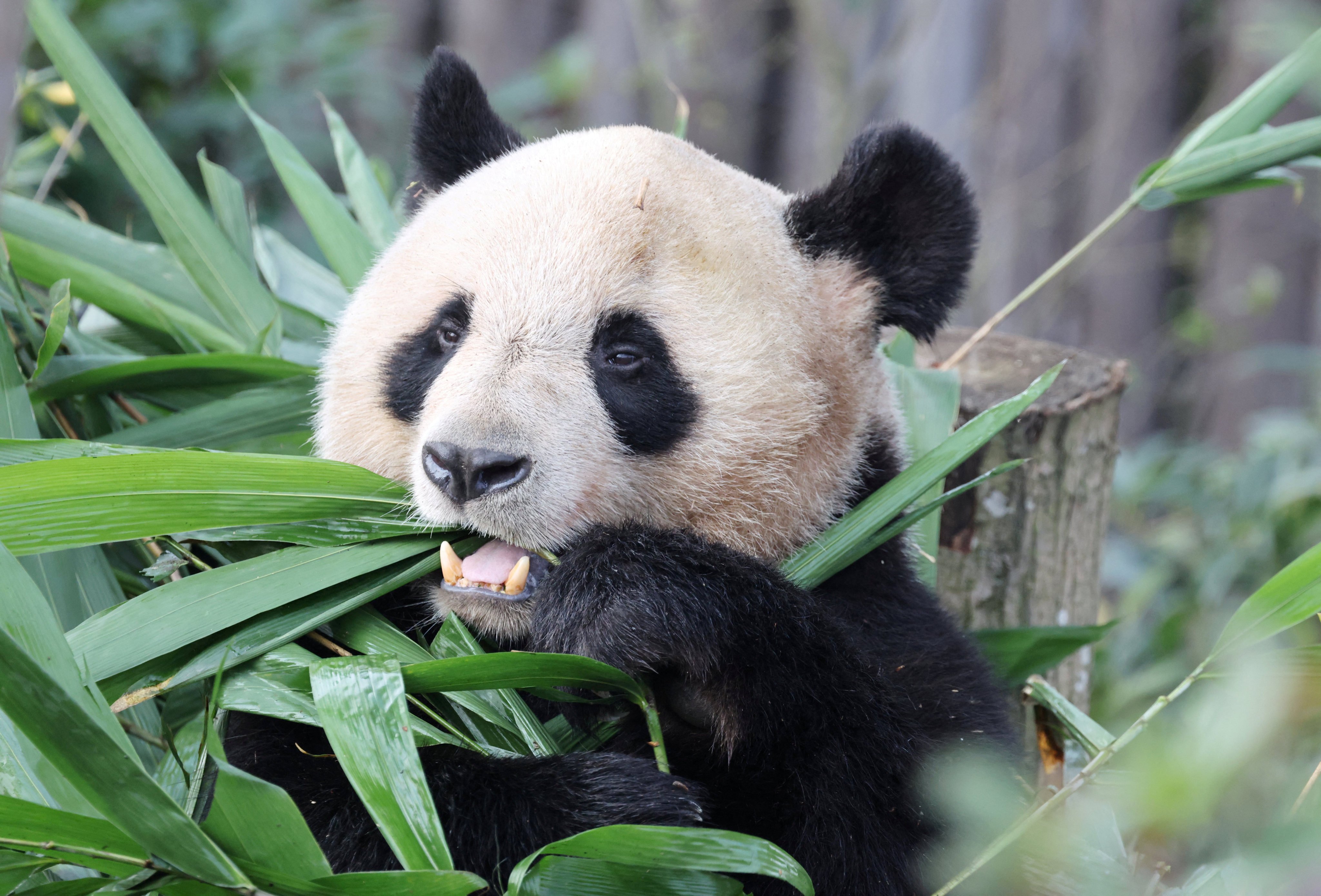 Giant panda Yuan Meng was born in France and now lives in Chengdu. The new 10-year loan agreement will send two giant pandas from China to France in 2027. Photo: Reuters