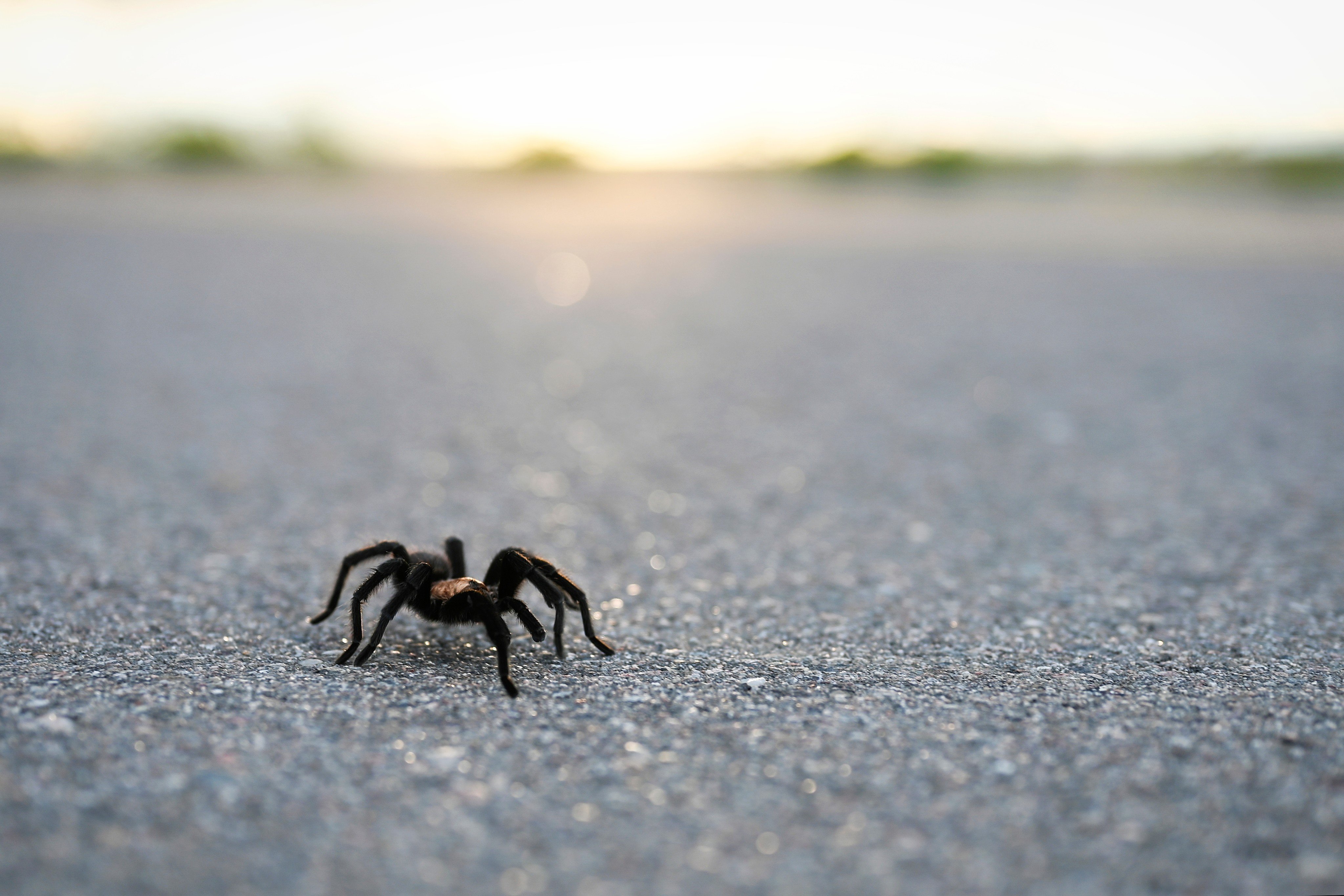 Help your sister overcome arachnophobia by learning about spiders, practising deep breathing and seeking professional help if needed. Photo: Shutterstock