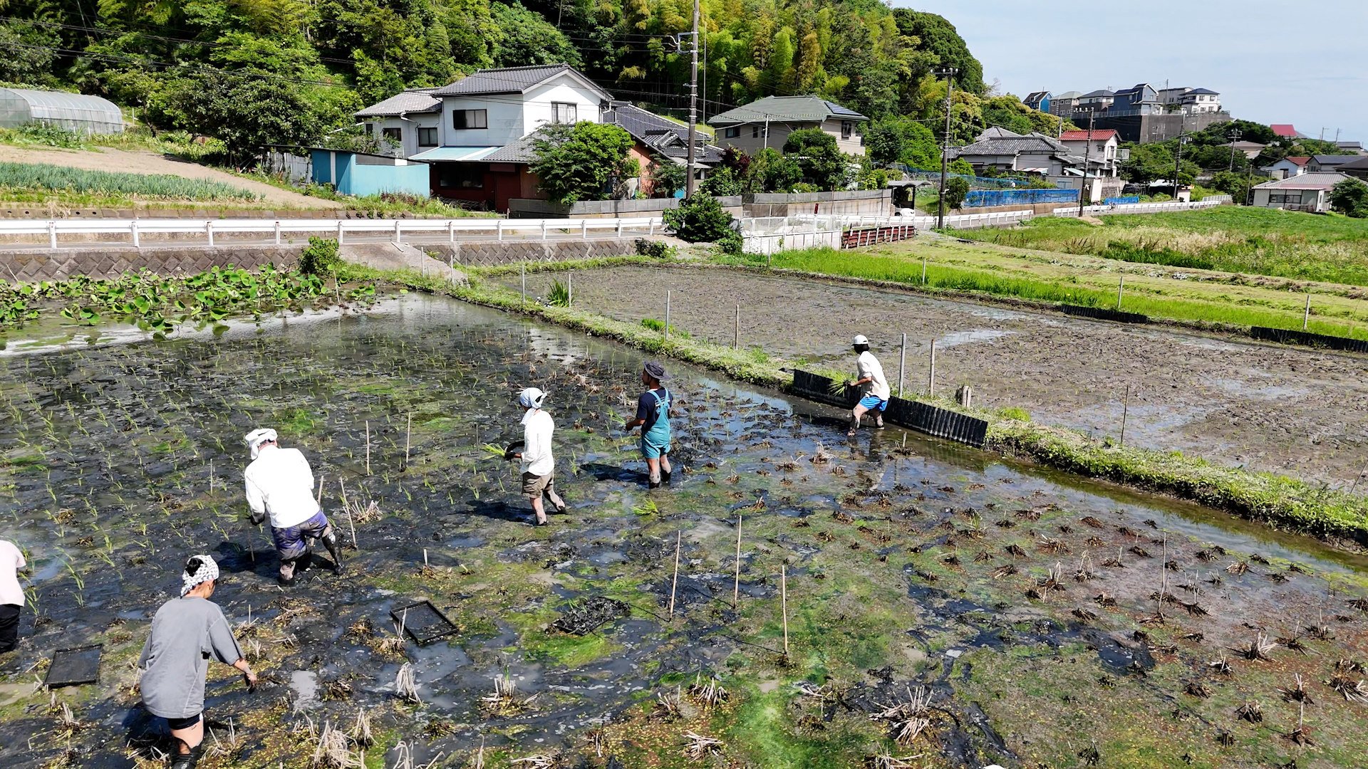 Farmers replant rice seedlings for a new trial at Sho Farm near Tokyo, Japan. Sho Farm offers homestays under the Wwoof organic farm stay programme. Photo: SCMP