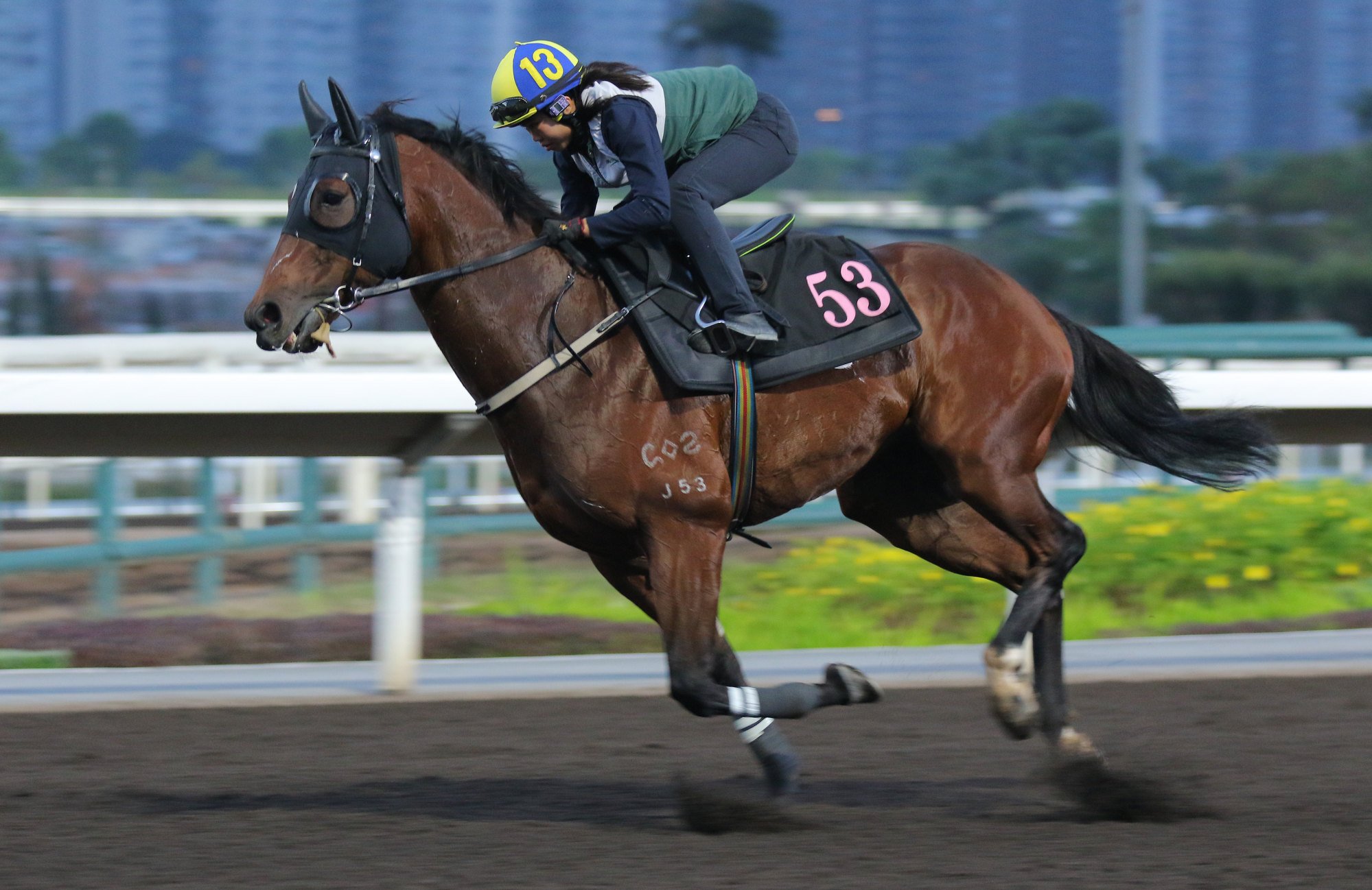 Star Mac gallops at Sha Tin.