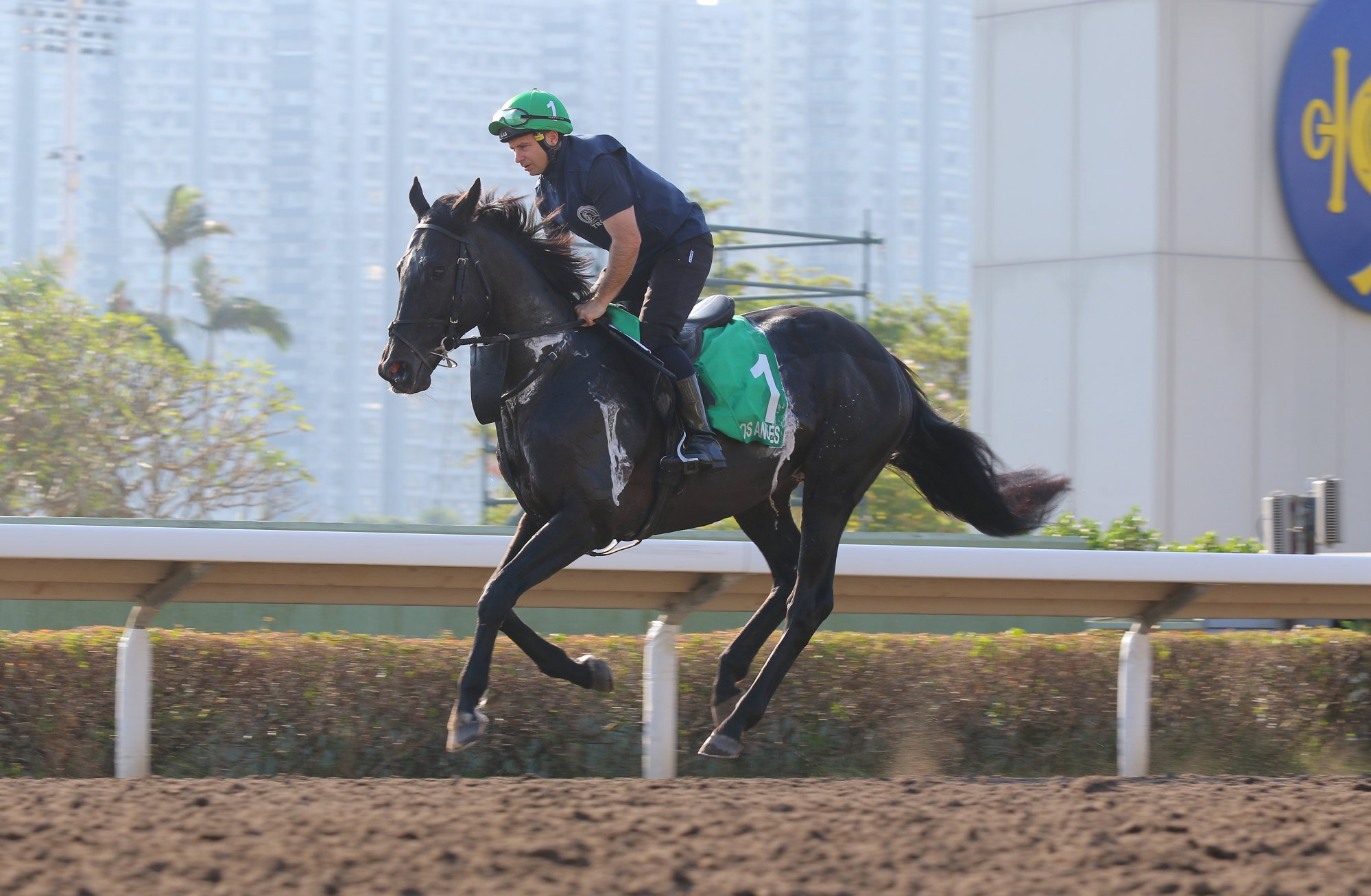Los Angeles is put through his paces at Sha Tin.