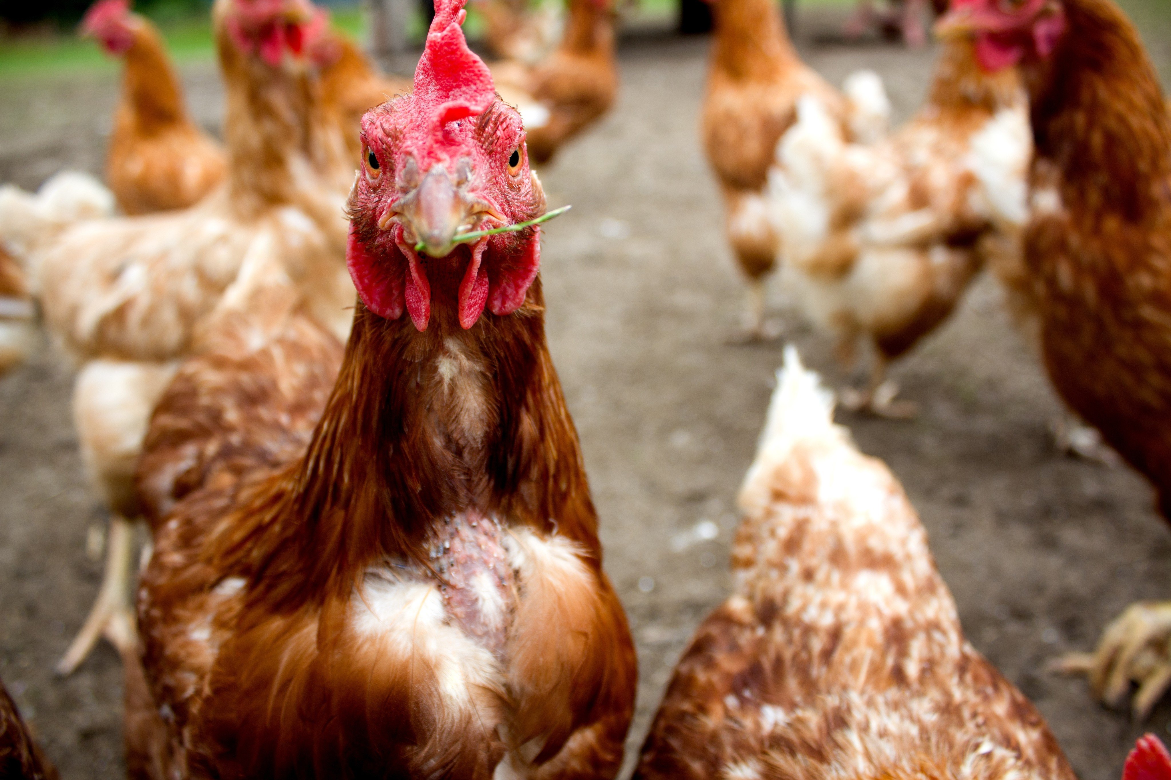 scmp.com - Victoria Bela - China's lab fungus produces low cost, meat-like protein to replace chicken farms