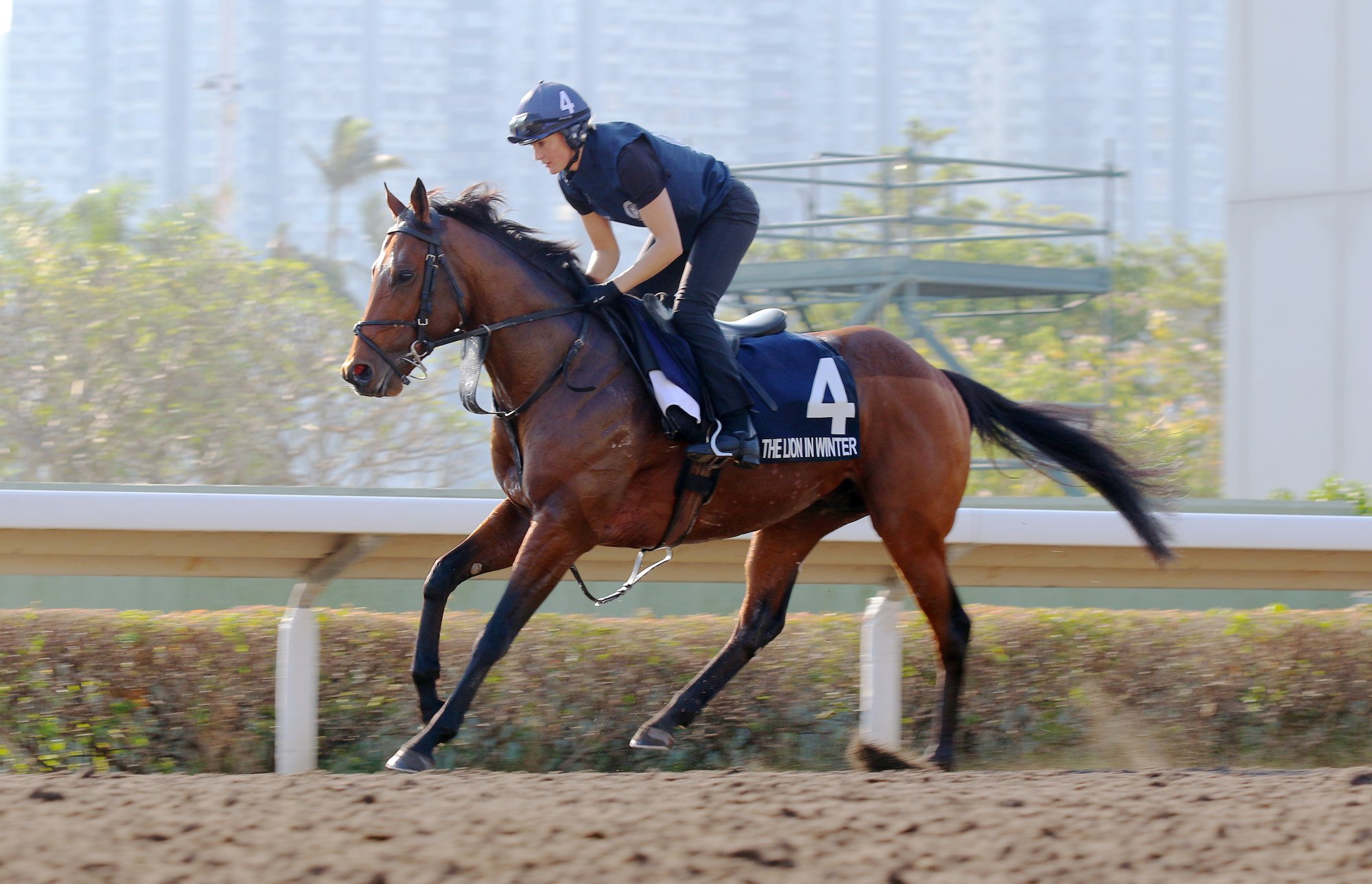 The Lion In Winter gallops at Sha Tin.