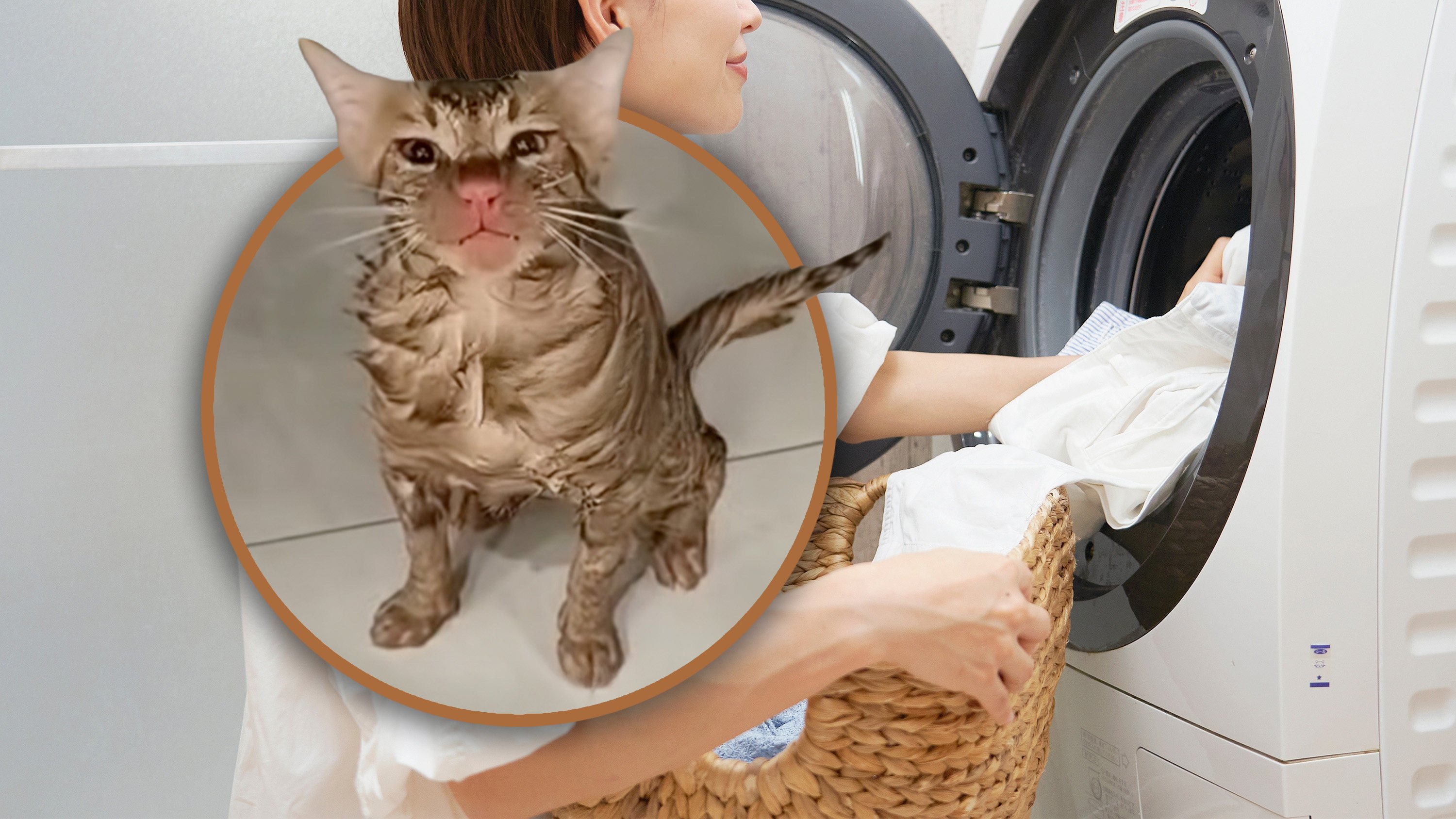 A pet cat in China has survived being trapped in a running washing machine after its owner started the cycle not knowing it was inside. Photo: Shutterstock/Douyin