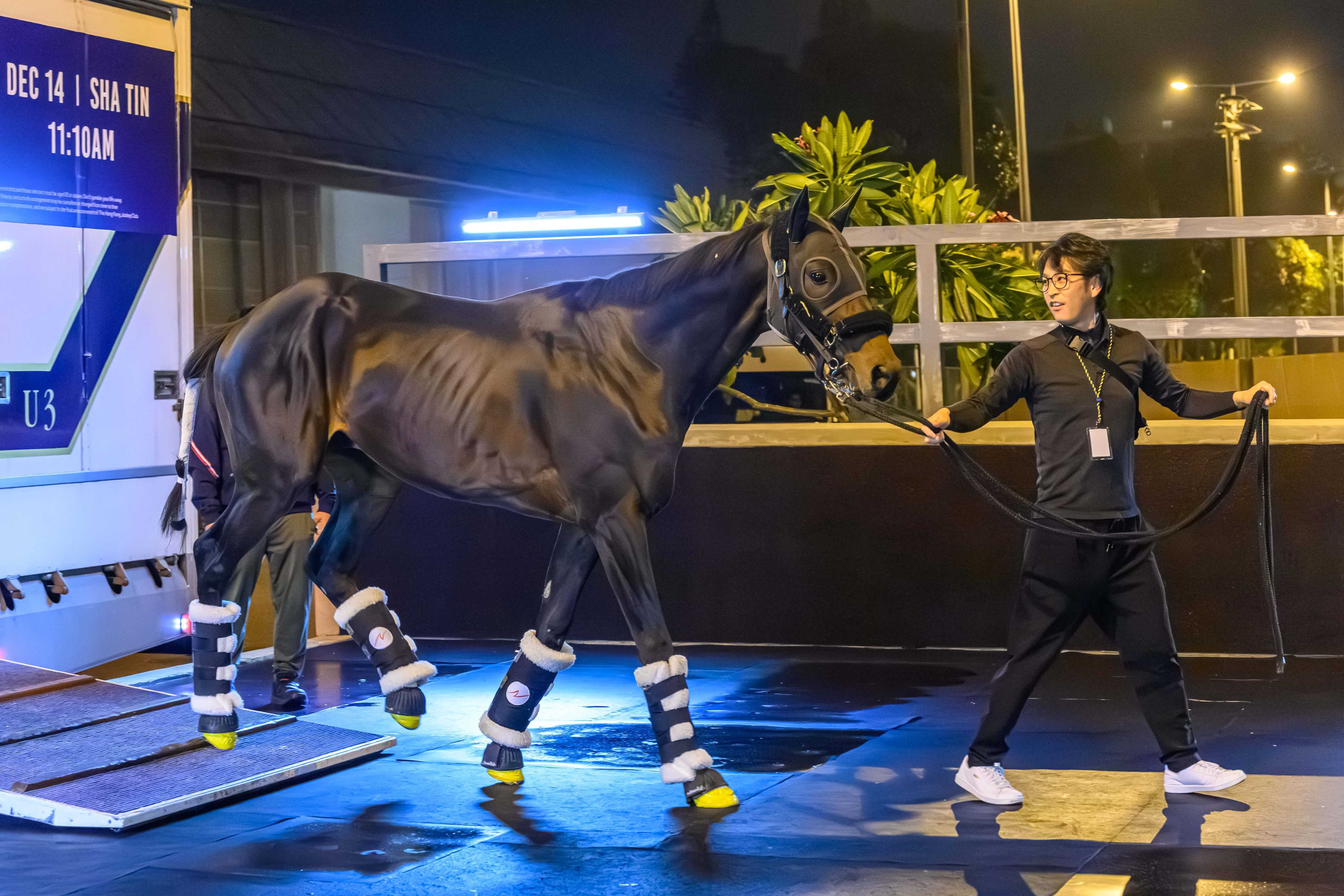 Japanese raider Lord Del Rey arrives in Hong Kong. Photo: HKJC