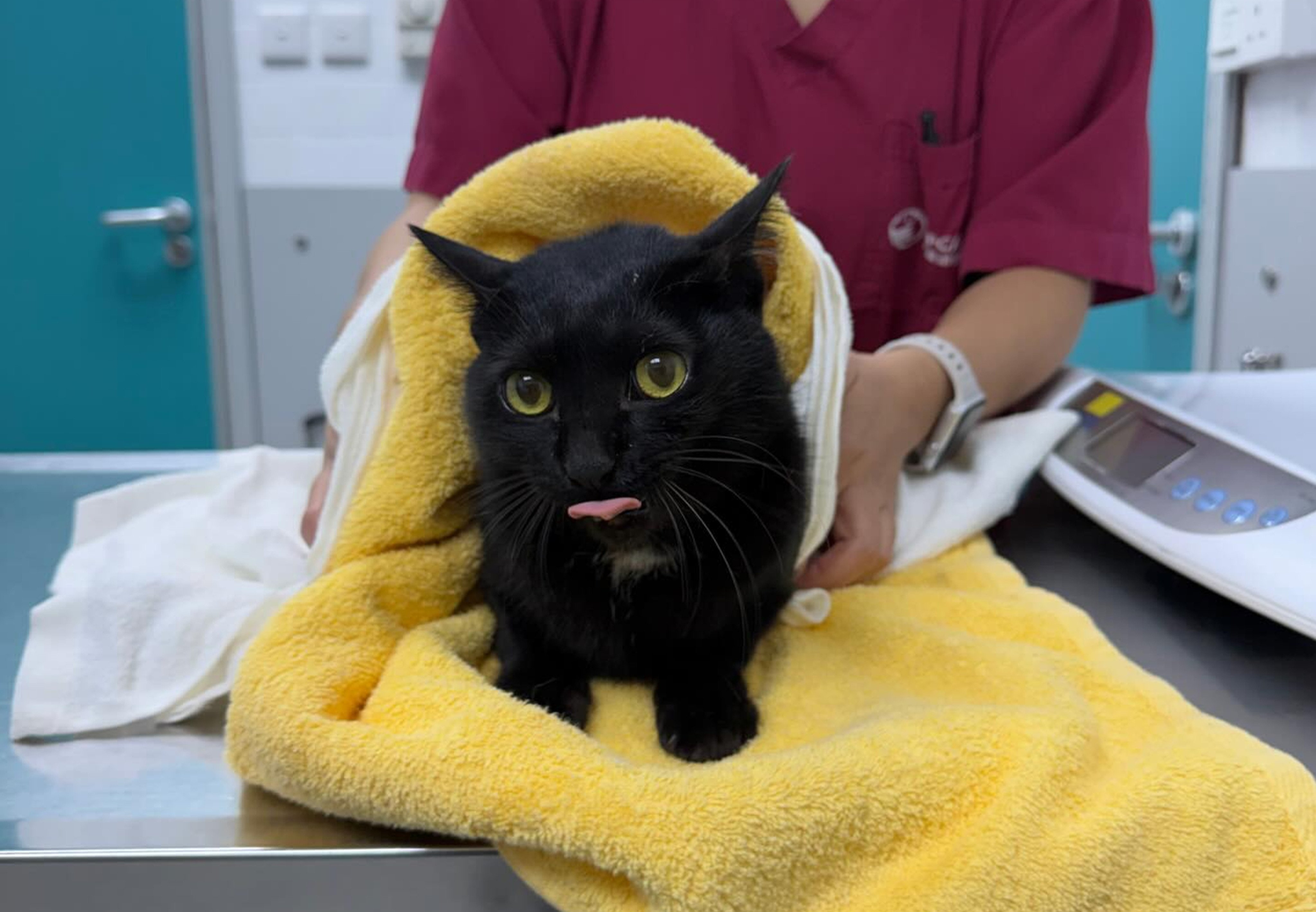 Little Black was taken to the SPCA for a check-up and later reunited with its owner, who had adopted the feline from the charity eight years ago. Photo: Handout