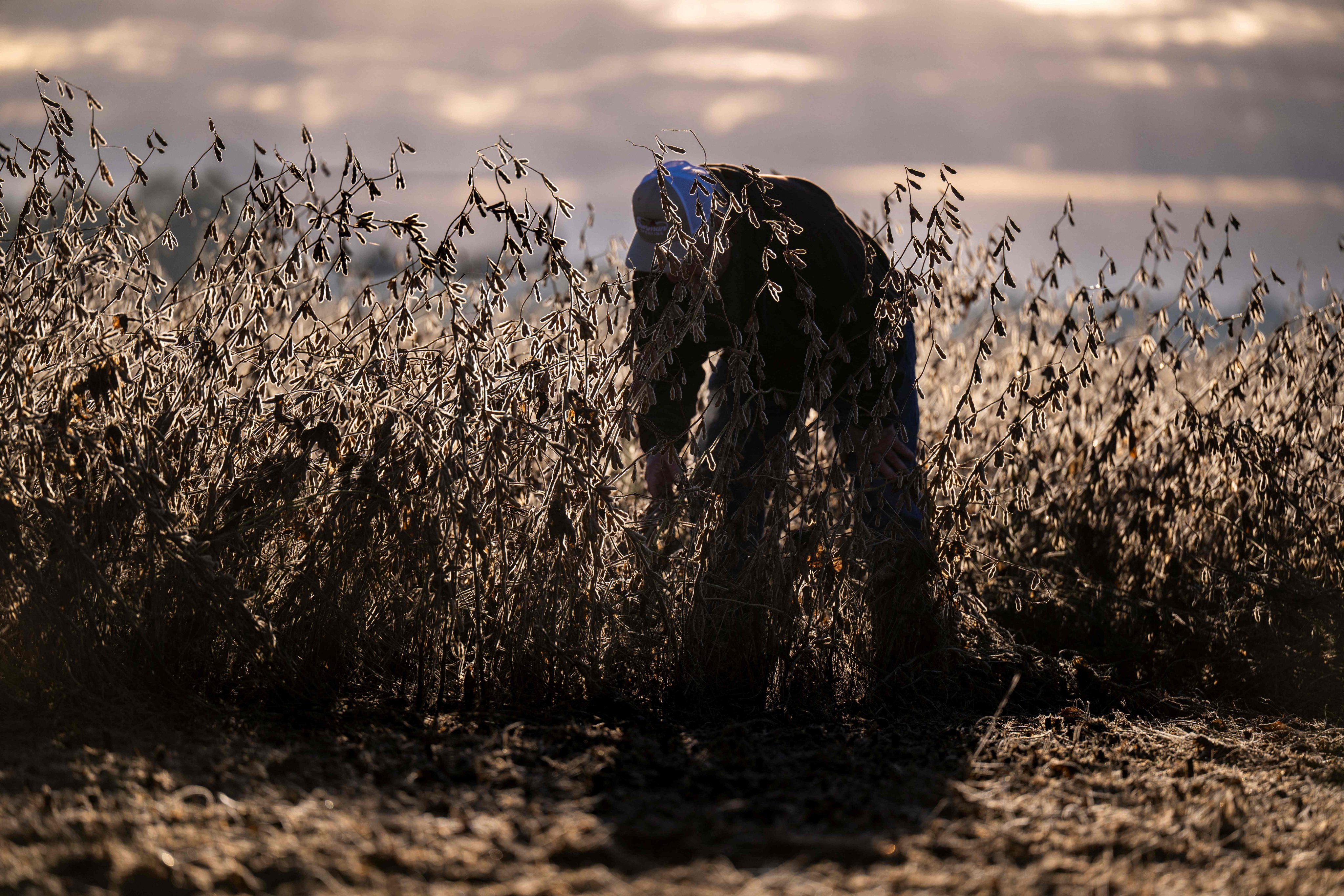 A soybean farmer inspects his harvest at his family’s farm in Maryland in October. US farmers fear that the government’s new US$12 billion farm aid package will not provide enough funding. Photo: AFP