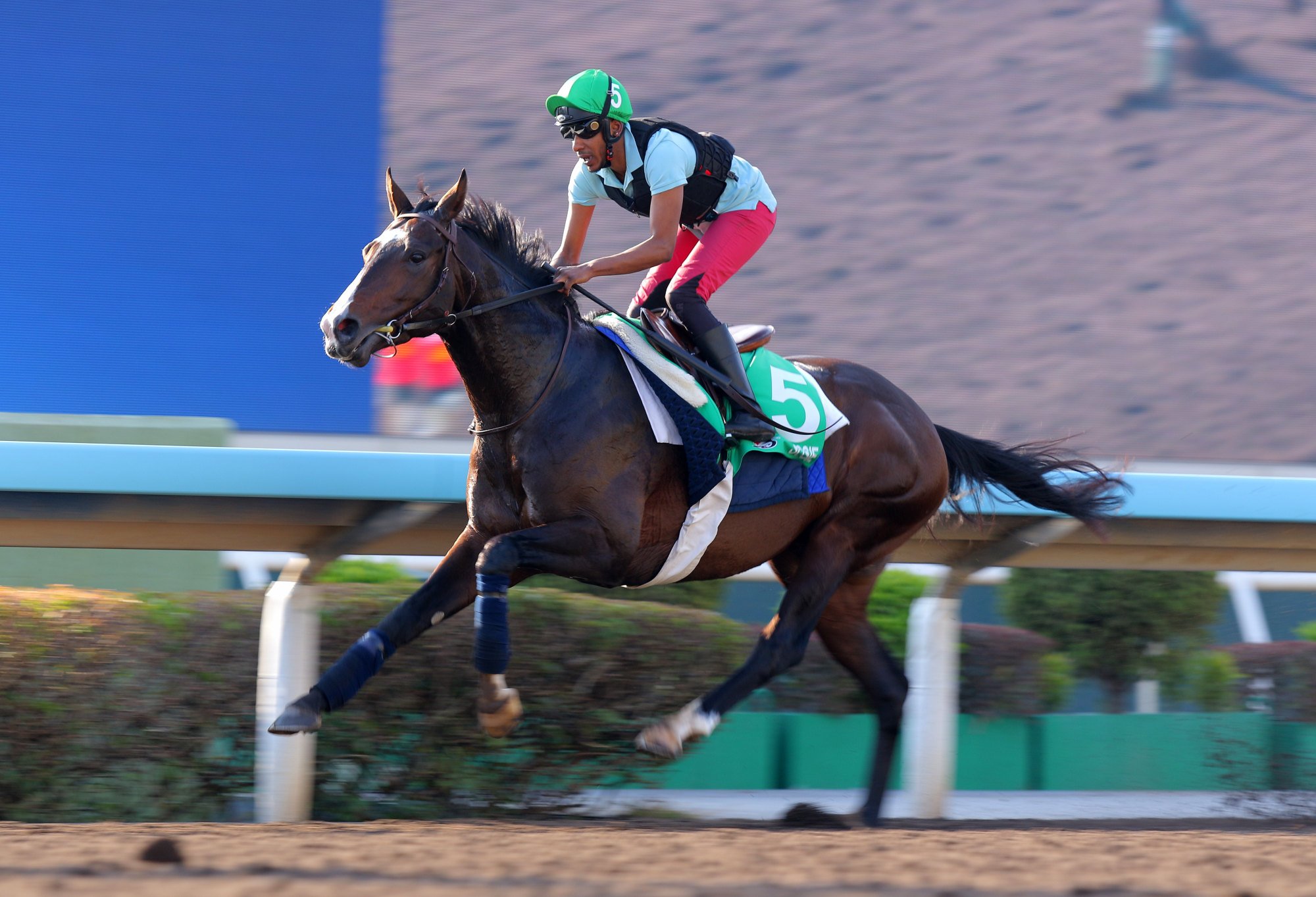 Sosie gallops at Sha Tin.