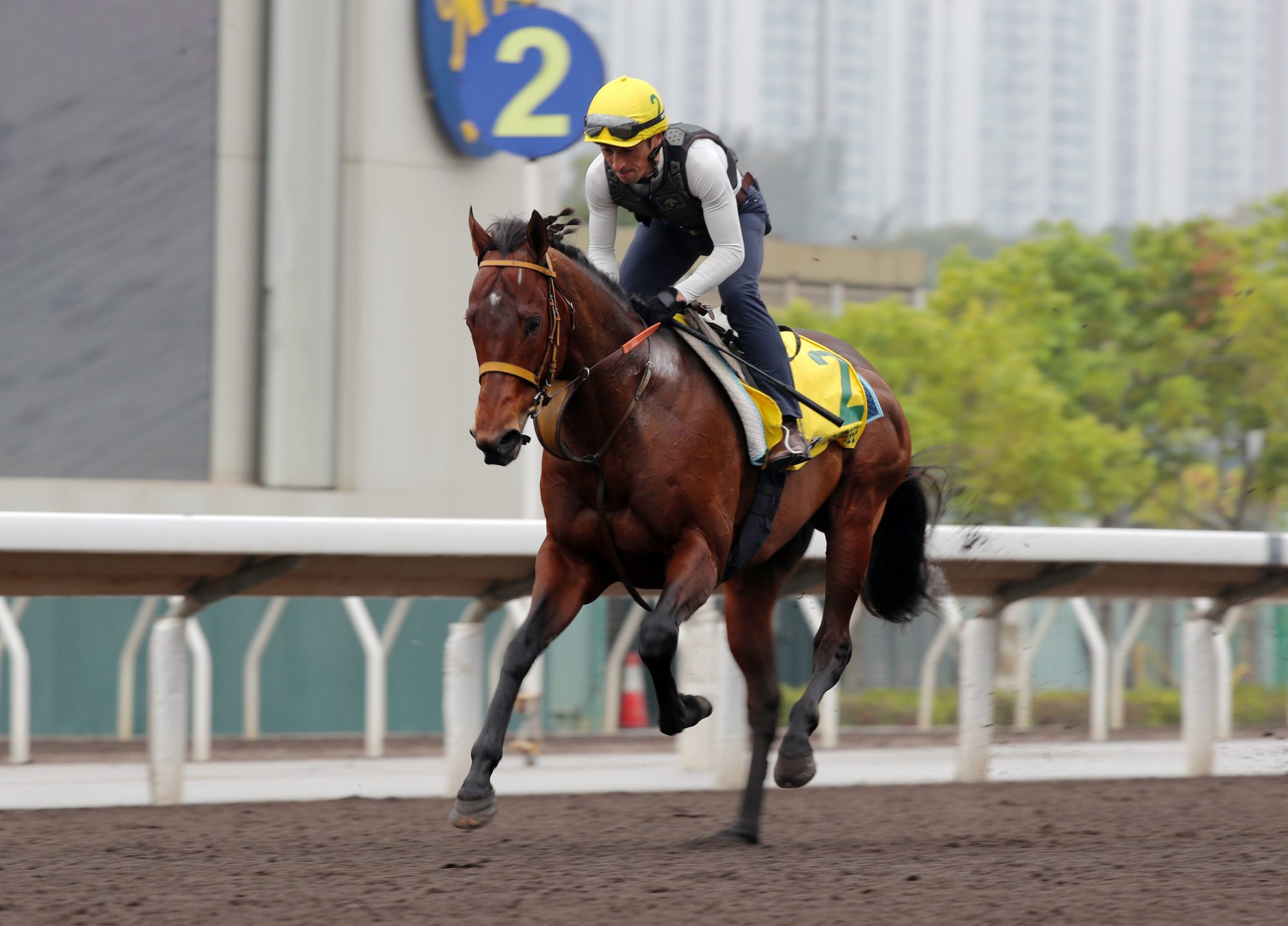 Satono Reve gallops at Sha Tin. Satono Reve gallops at Sha Tin.