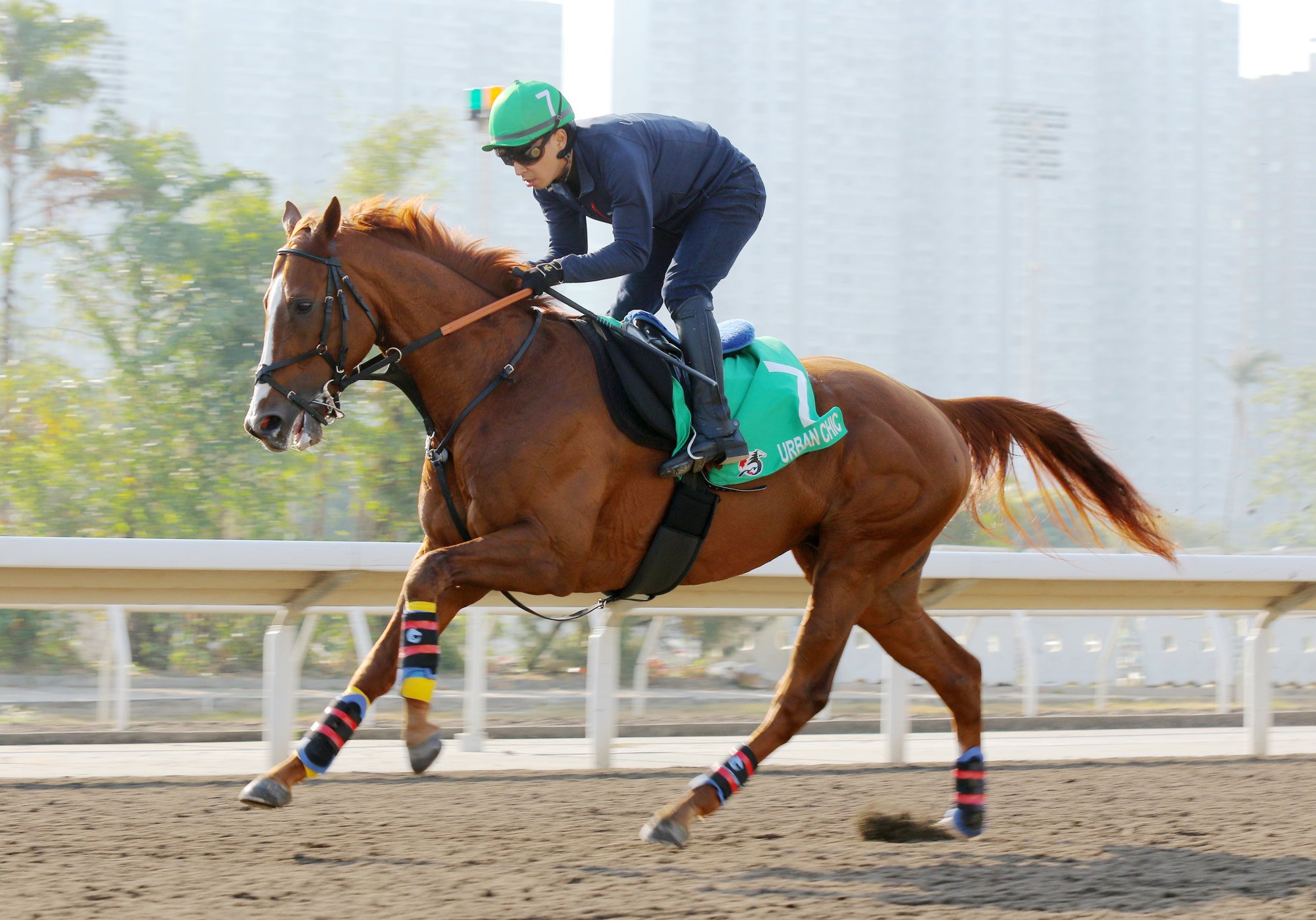 Urban Chic gallops at Sha Tin on Tuesday.