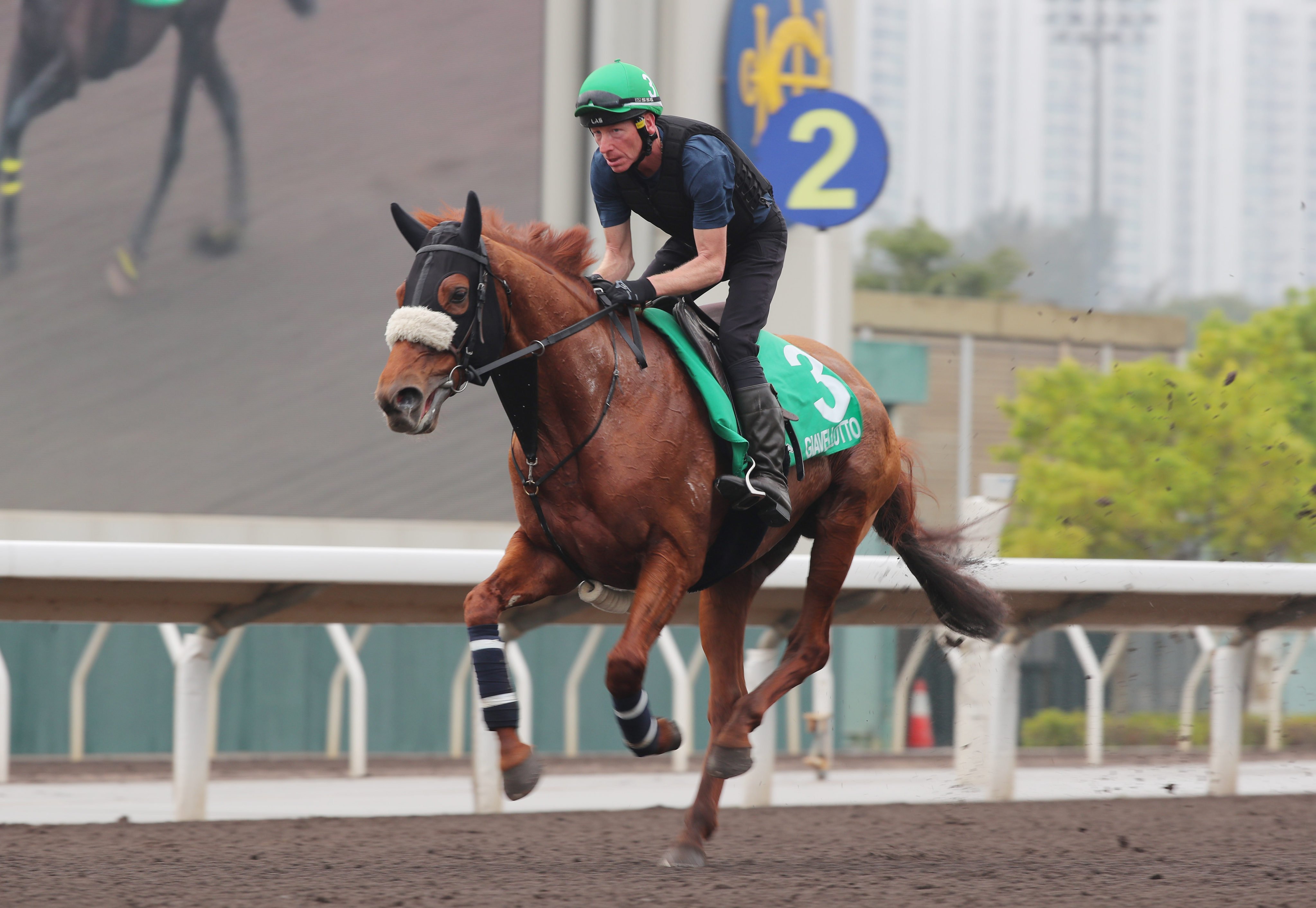 Giavellotto gallops on the Sha Tin dirt on Wednesday morning. Photos: Kenneth Chan