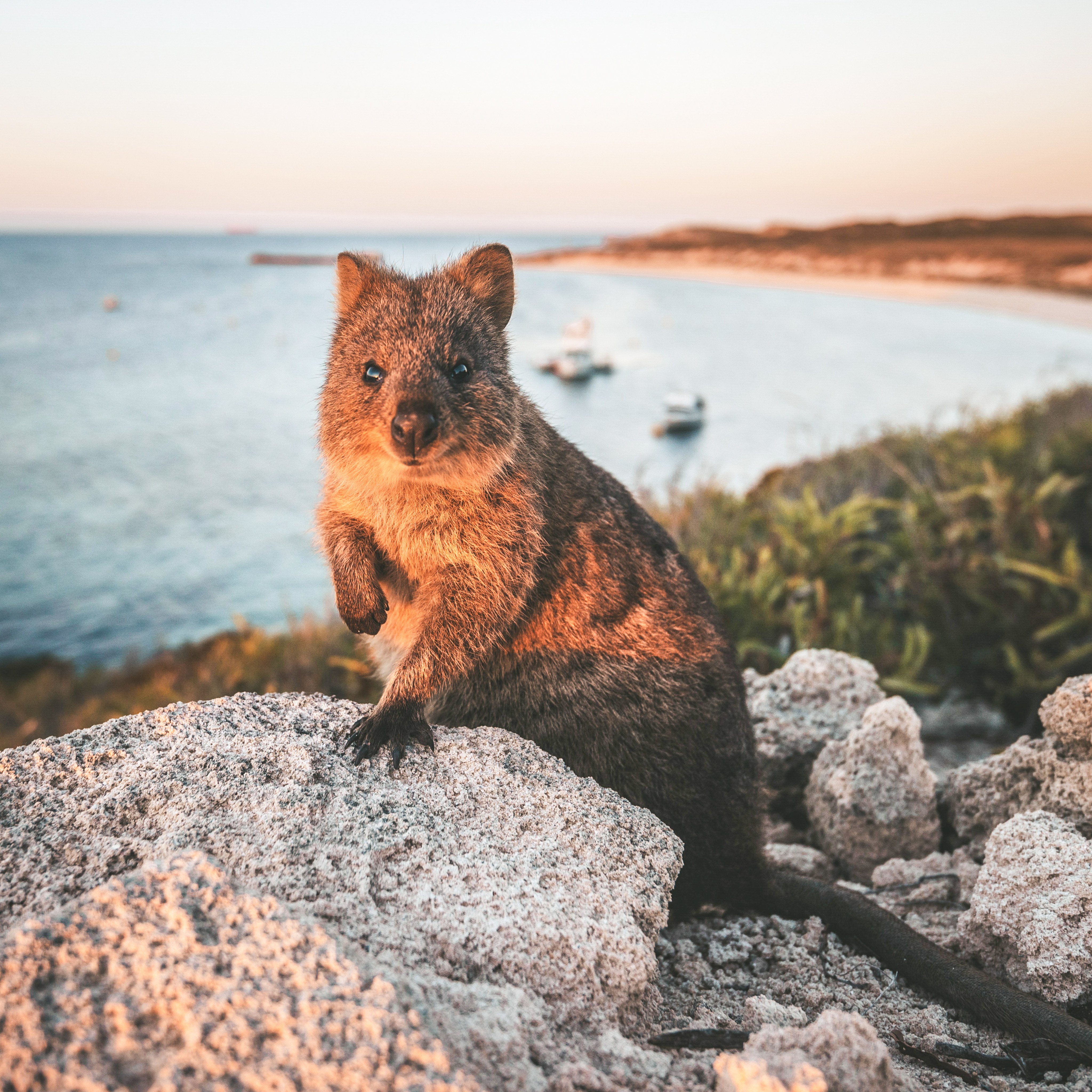 Quokkas live on Rottnest Island in Australia. Photo: Tourism Western Australia