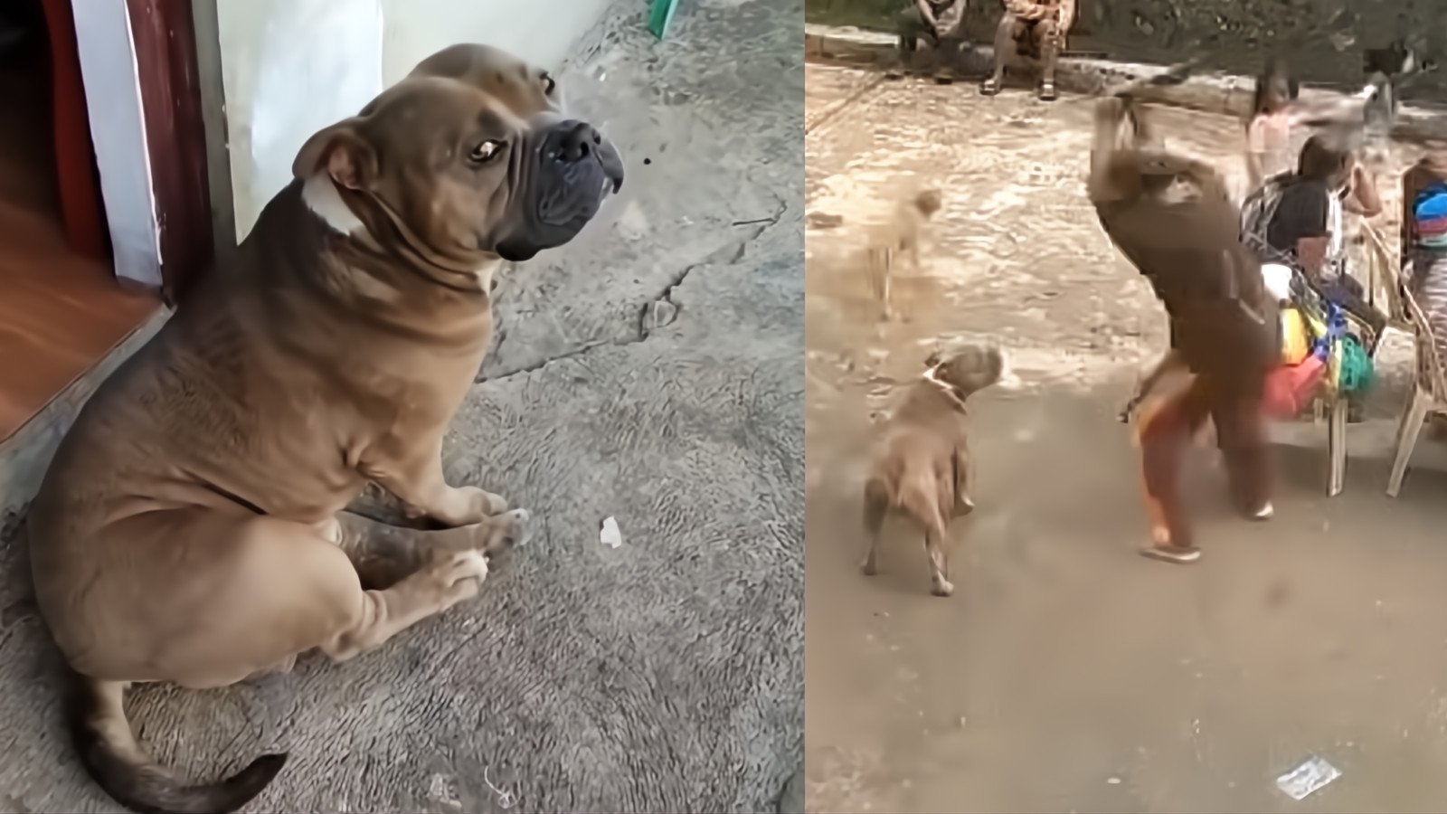 A photo of Axle circulating on social media (left) and a screenshot from the viral video showing the moments before the dog was fatally beaten in Sadanga, Mountain Province. Photos: Handout