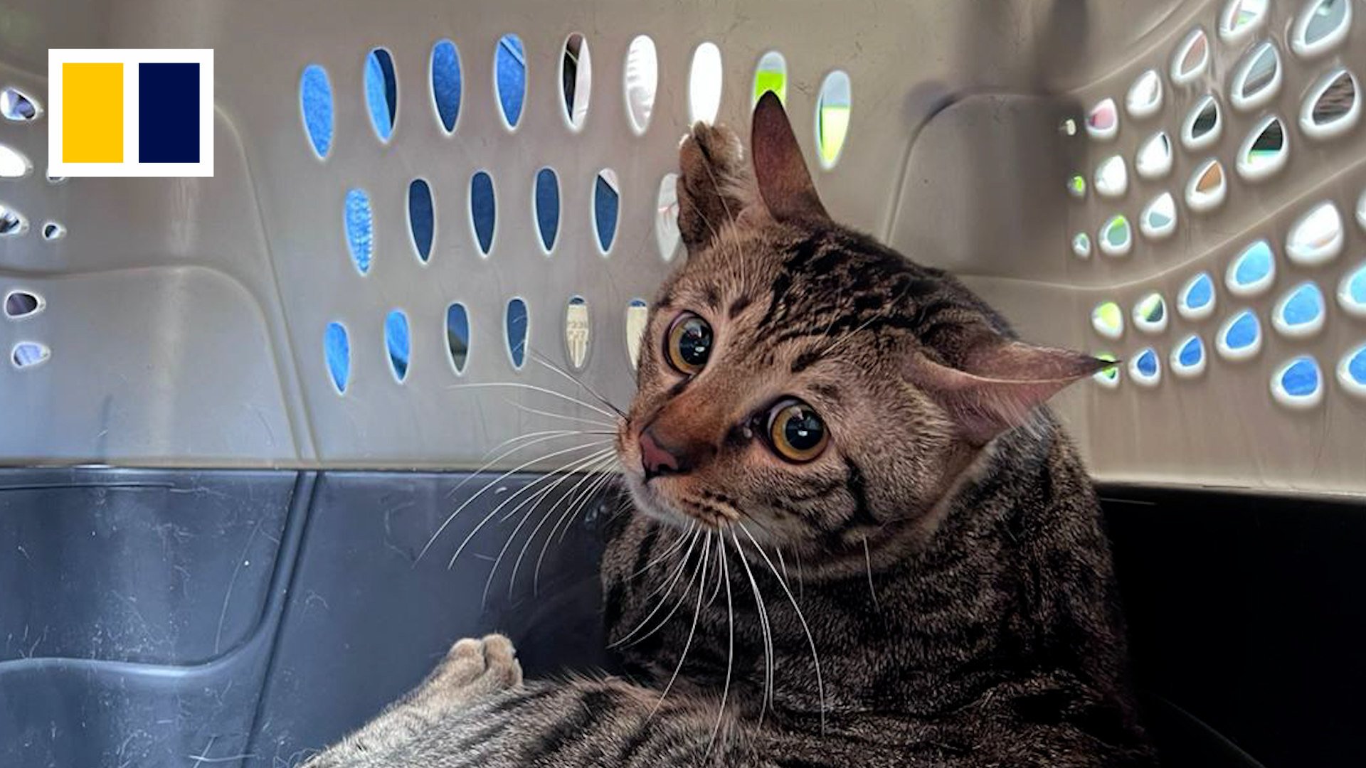 Cat rescued from Tai Po deadly blaze