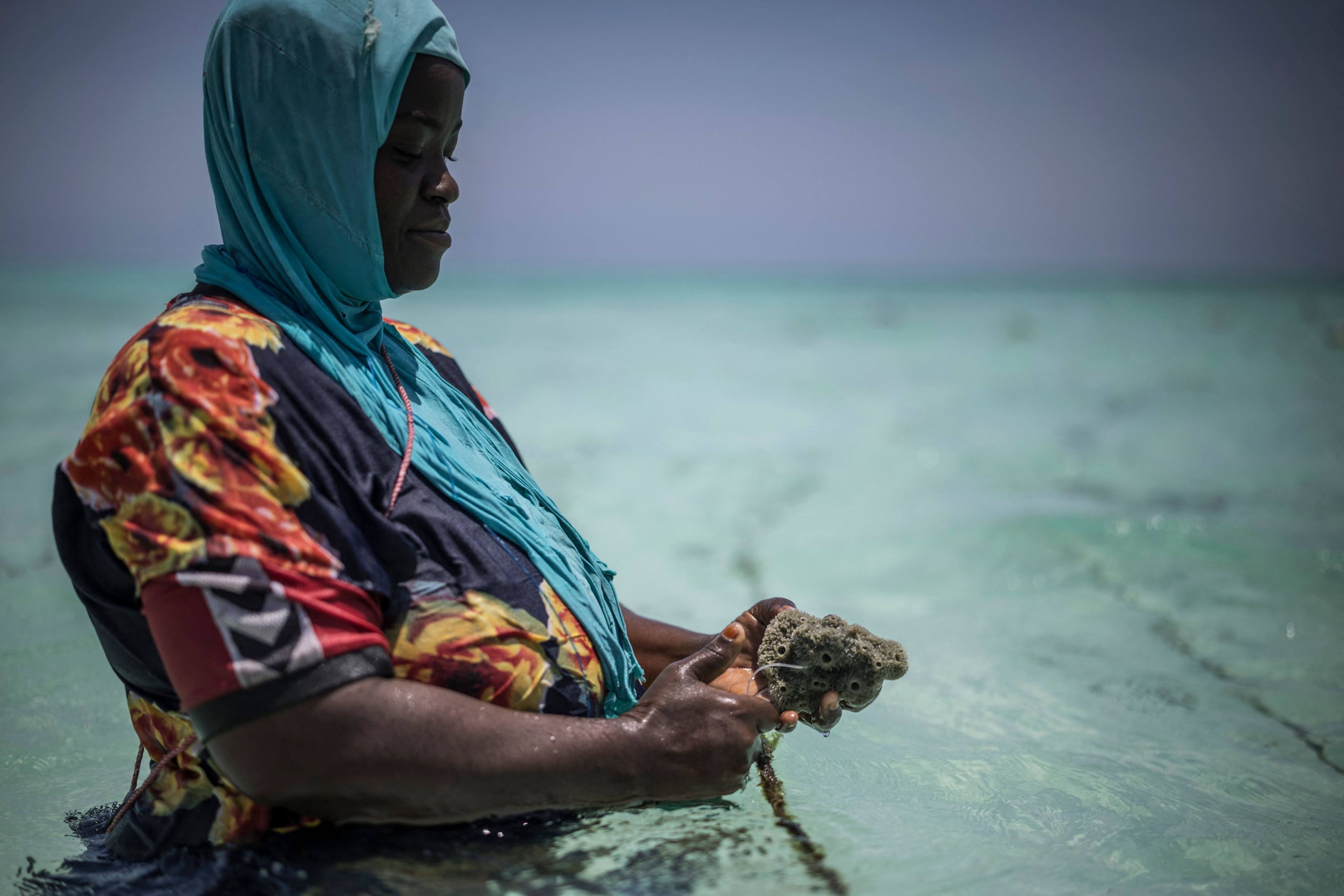 A farmer from a women-led sponge farming group in Zanzibar holds a sea sponge at her farm off the coast of Jambiani. Photo: AFP