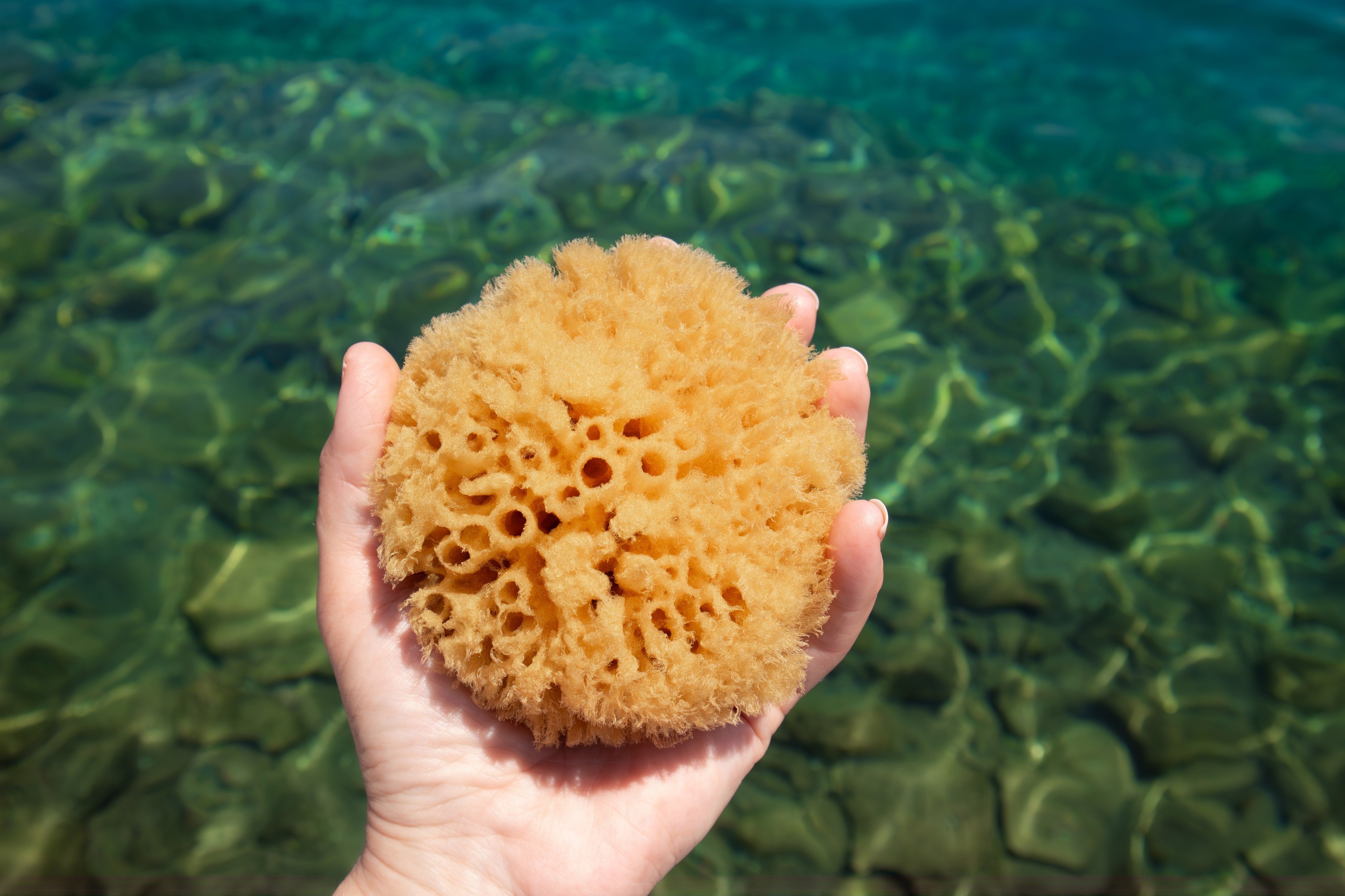 A natural sea sponge can be used for exfoliation. Photo: Shutterstock