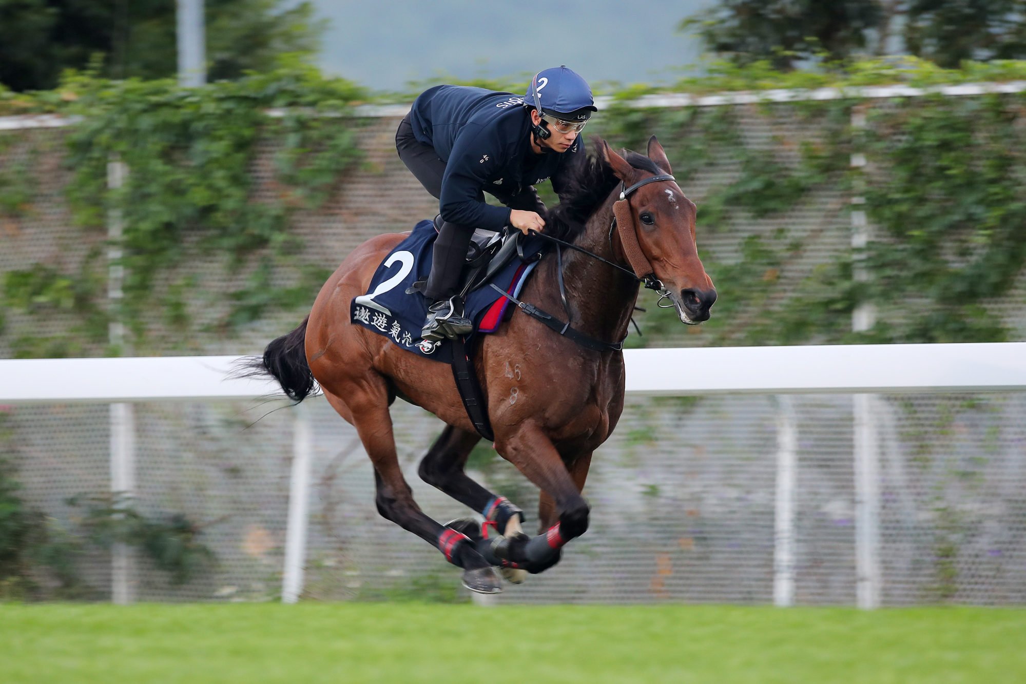 Voyage Bubble gallops on the Sha Tin turf on Thursday morning. Voyage Bubble gallops on the Sha Tin turf on Thursday morning.