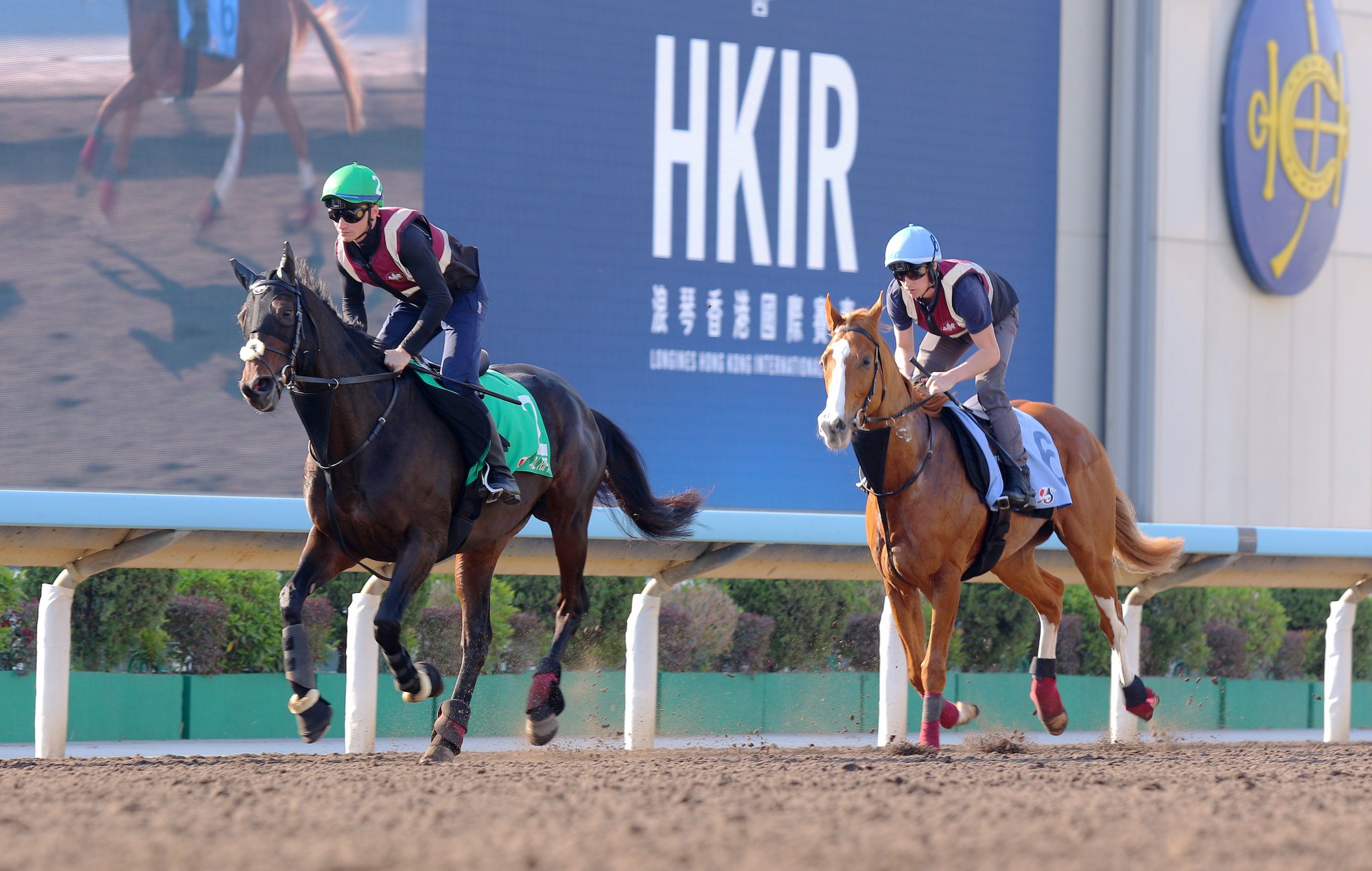 Al Riffa leads stablemate Galen in a gallop on the Sha Tin dirt this week.