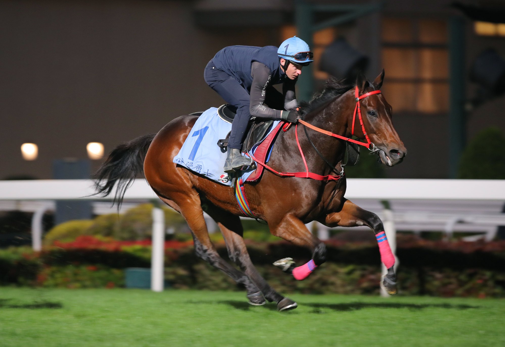 Romantic Warrior gallops on the Sha Tin turf earlier this week. Romantic Warrior gallops on the Sha Tin turf earlier this week.